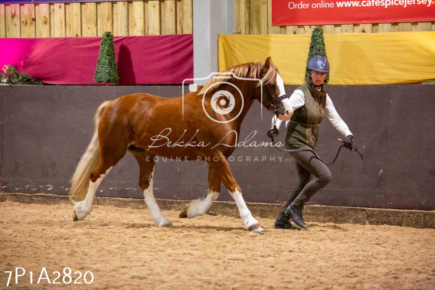 Home Farm Funshine Show 2024 - Inhand Showing 14th September