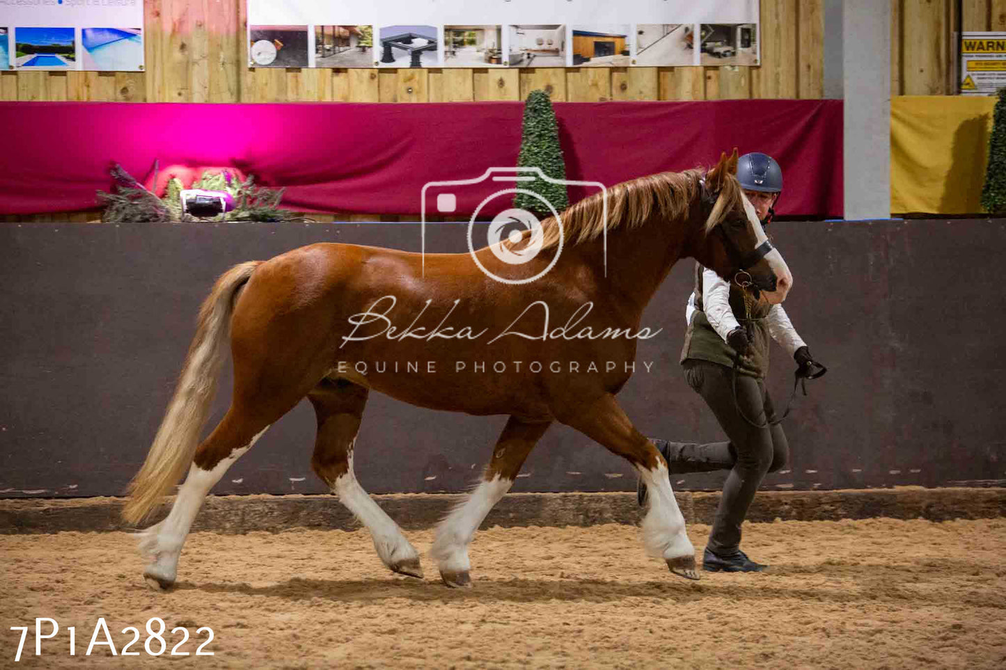 Home Farm Funshine Show 2024 - Inhand Showing 14th September