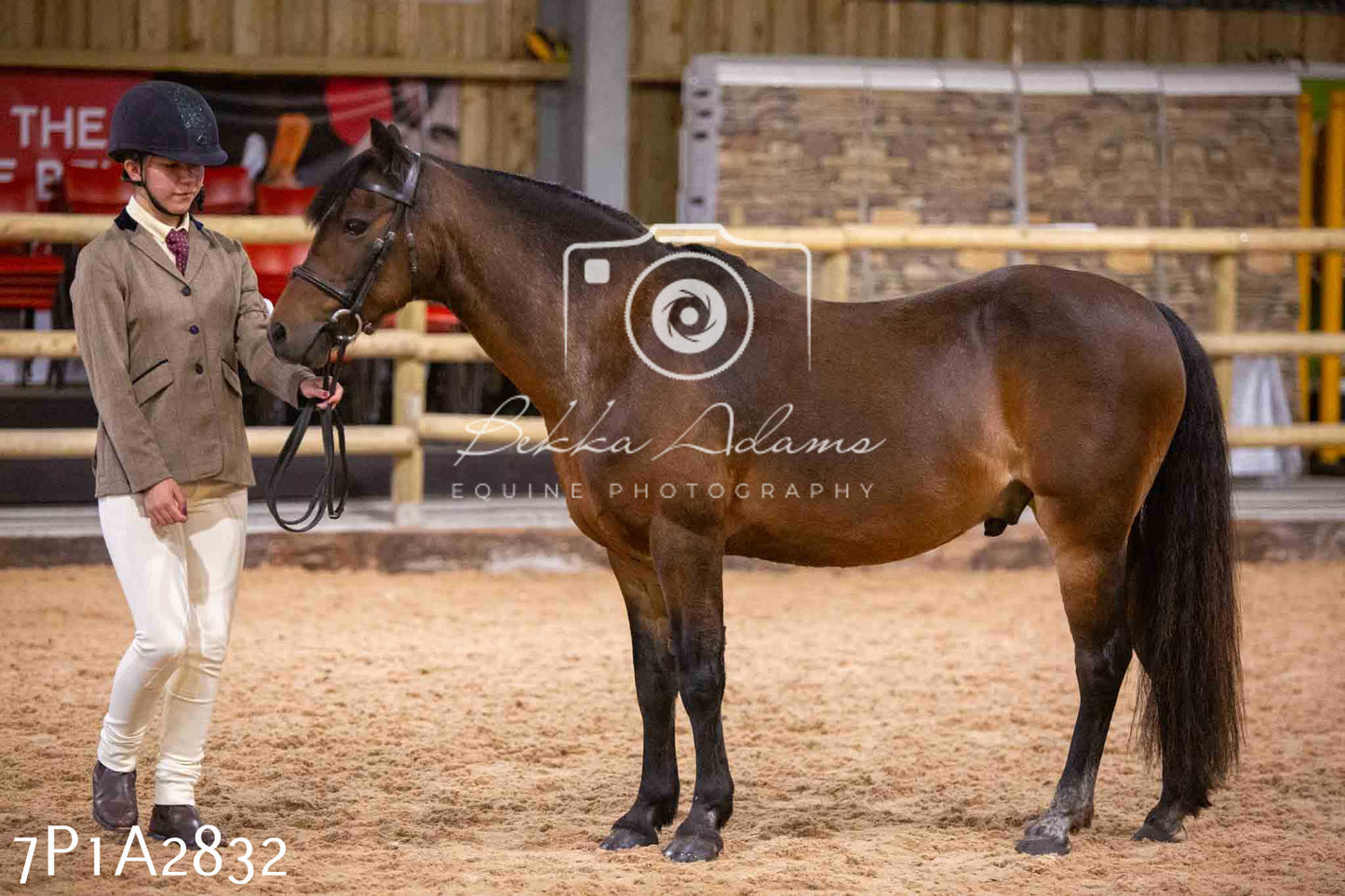 Home Farm Funshine Show 2024 - Inhand Showing 14th September