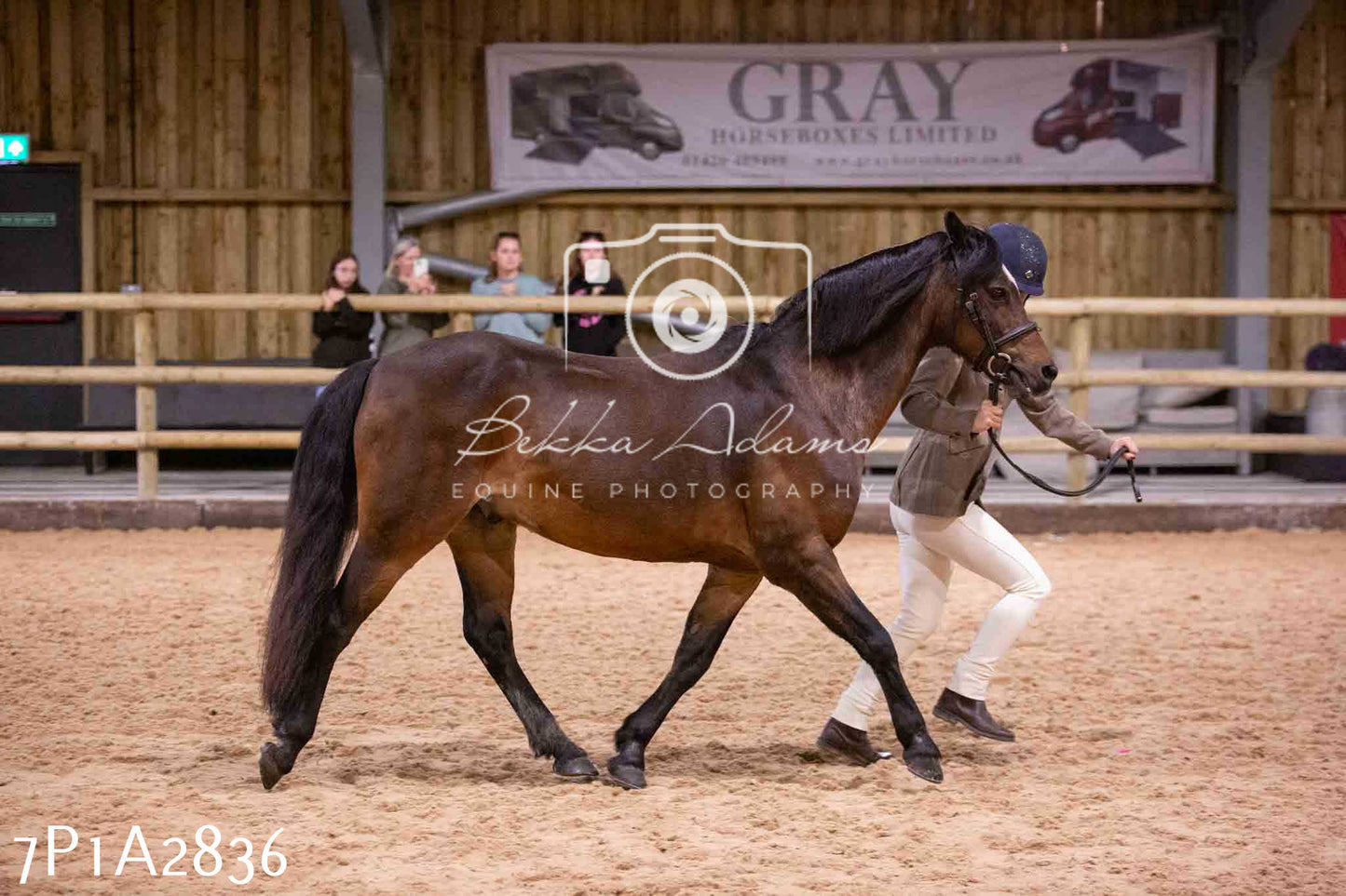 Home Farm Funshine Show 2024 - Inhand Showing 14th September