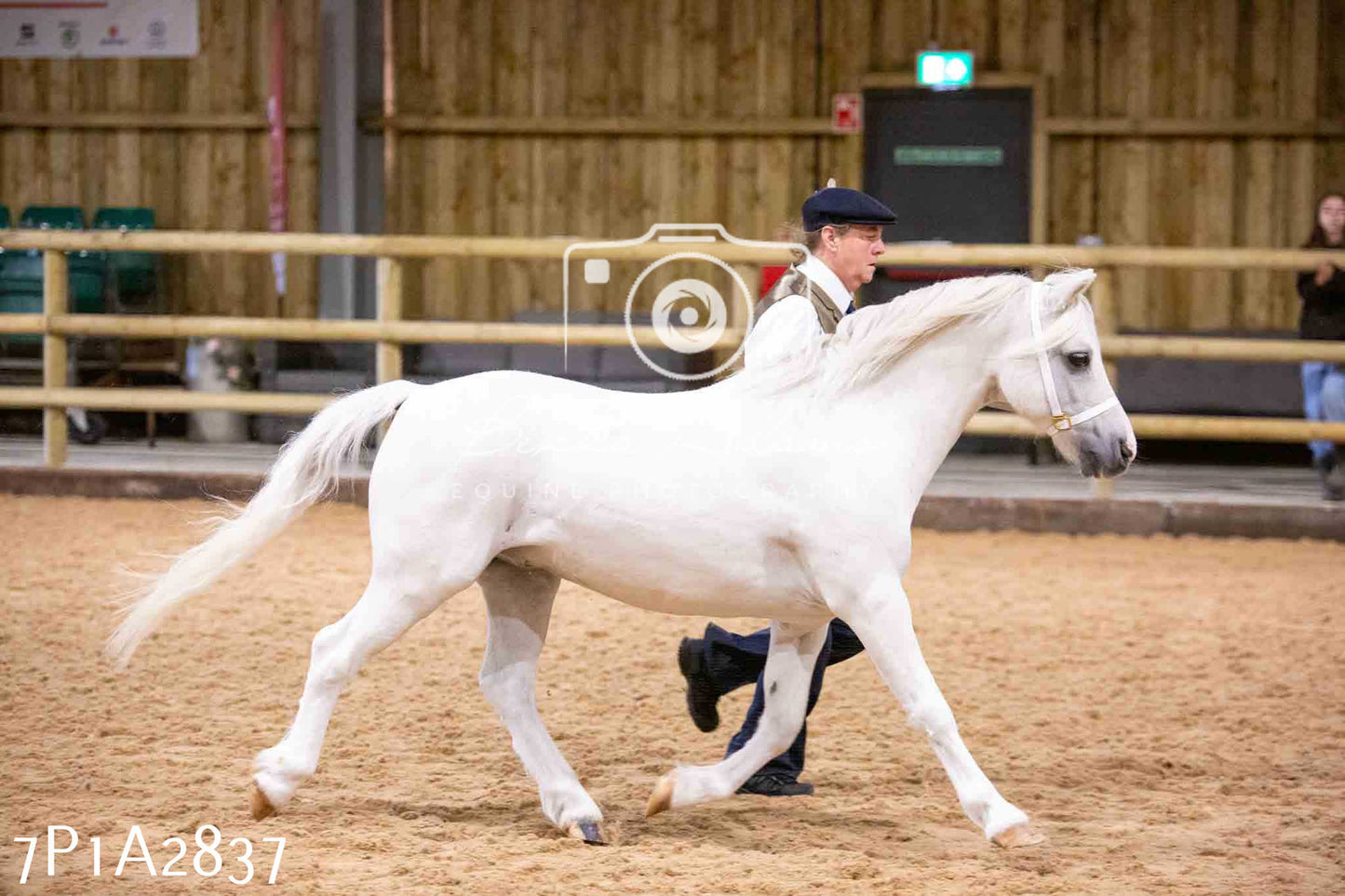 Home Farm Funshine Show 2024 - Inhand Showing 14th September