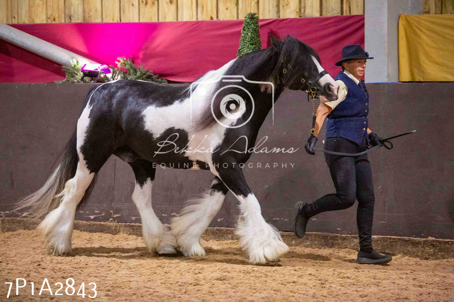 Home Farm Funshine Show 2024 - Inhand Showing 14th September