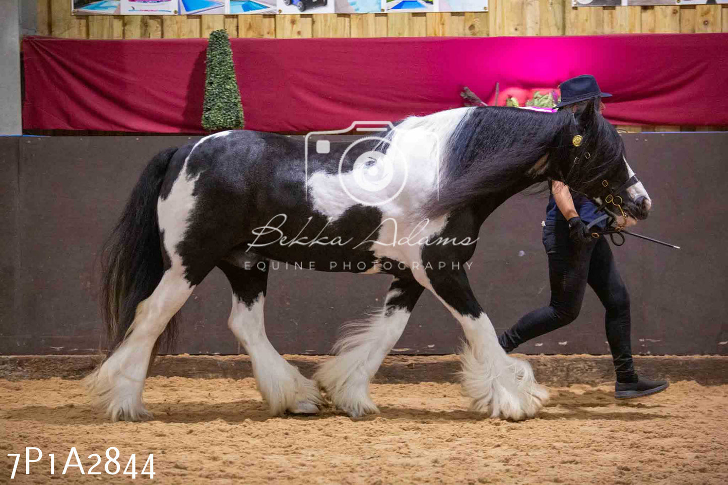 Home Farm Funshine Show 2024 - Inhand Showing 14th September