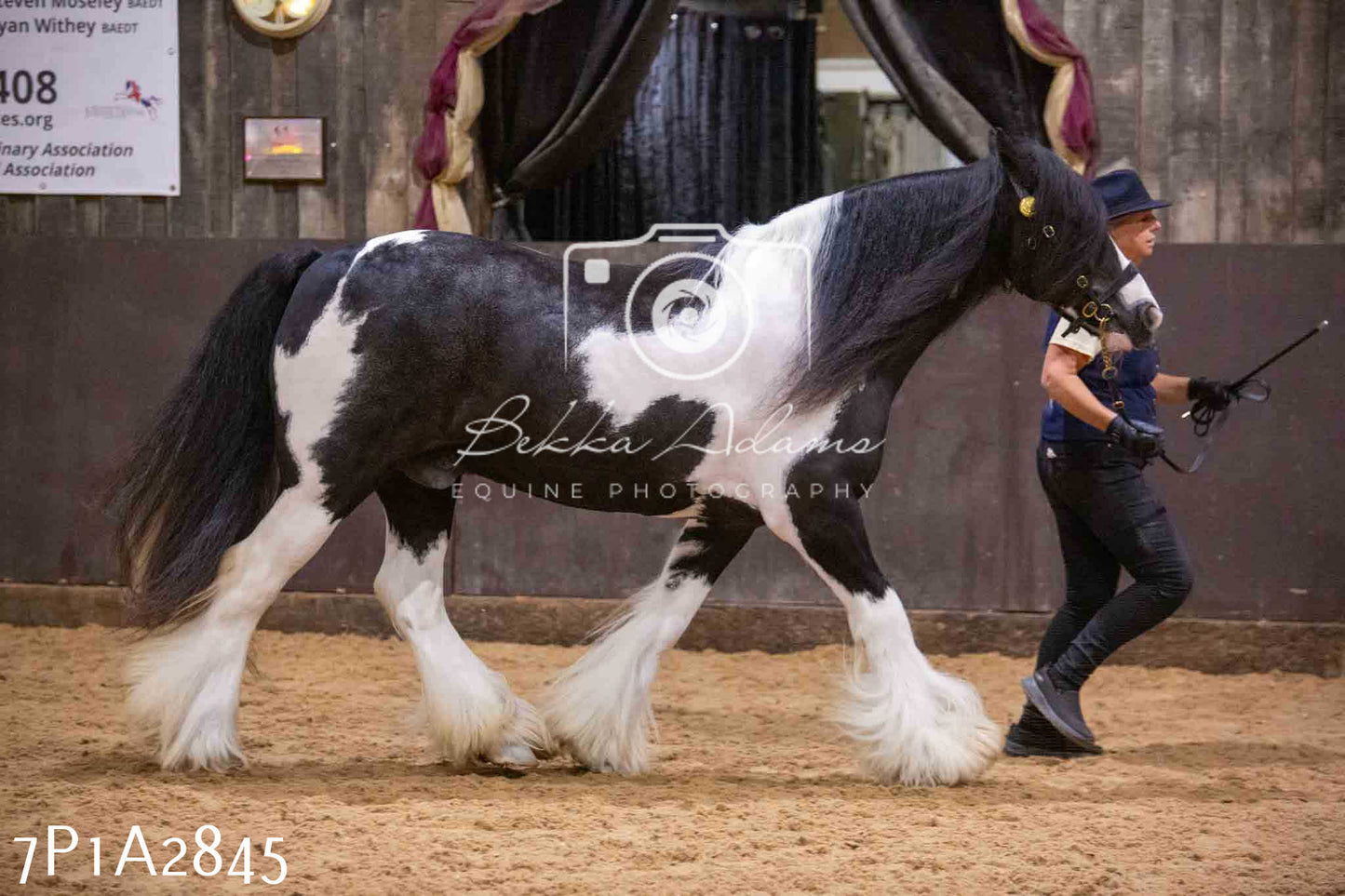 Home Farm Funshine Show 2024 - Inhand Showing 14th September