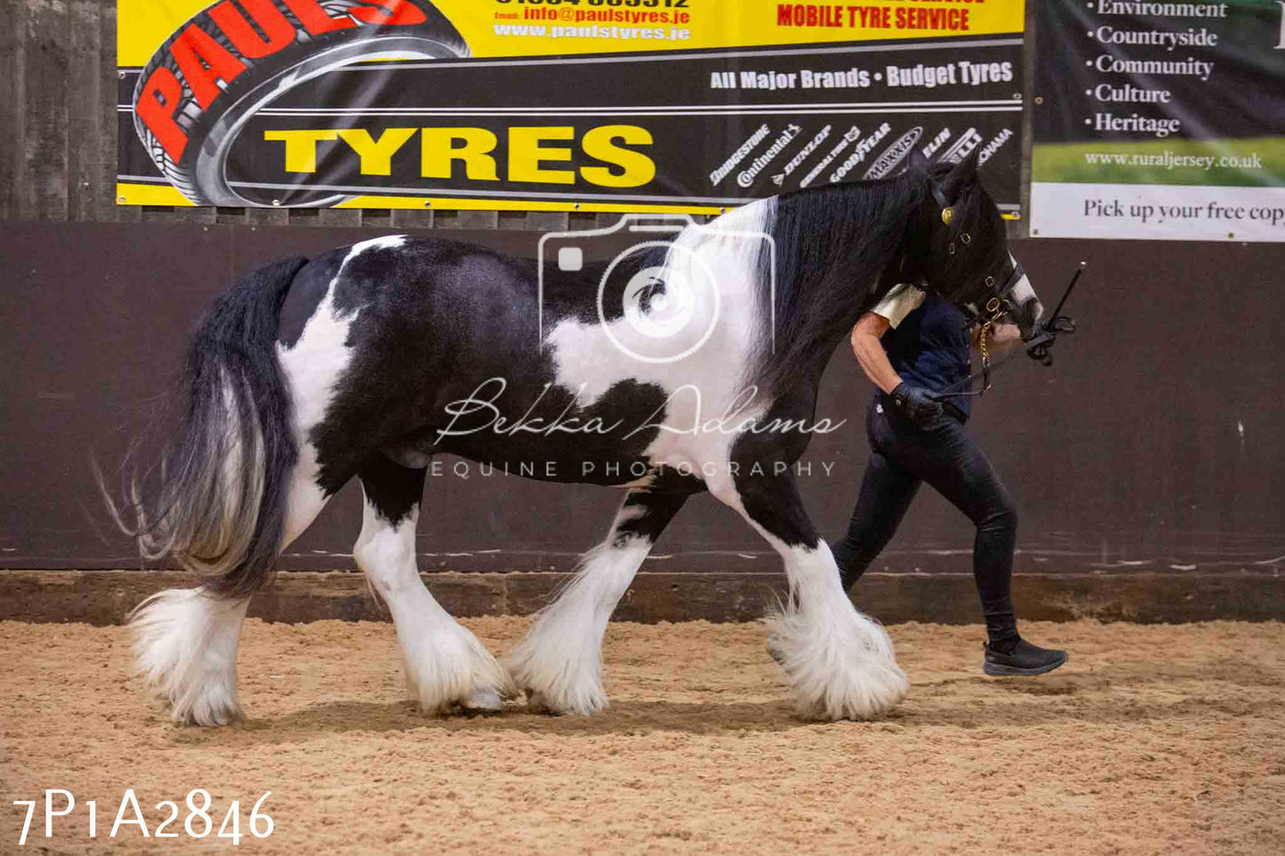 Home Farm Funshine Show 2024 - Inhand Showing 14th September