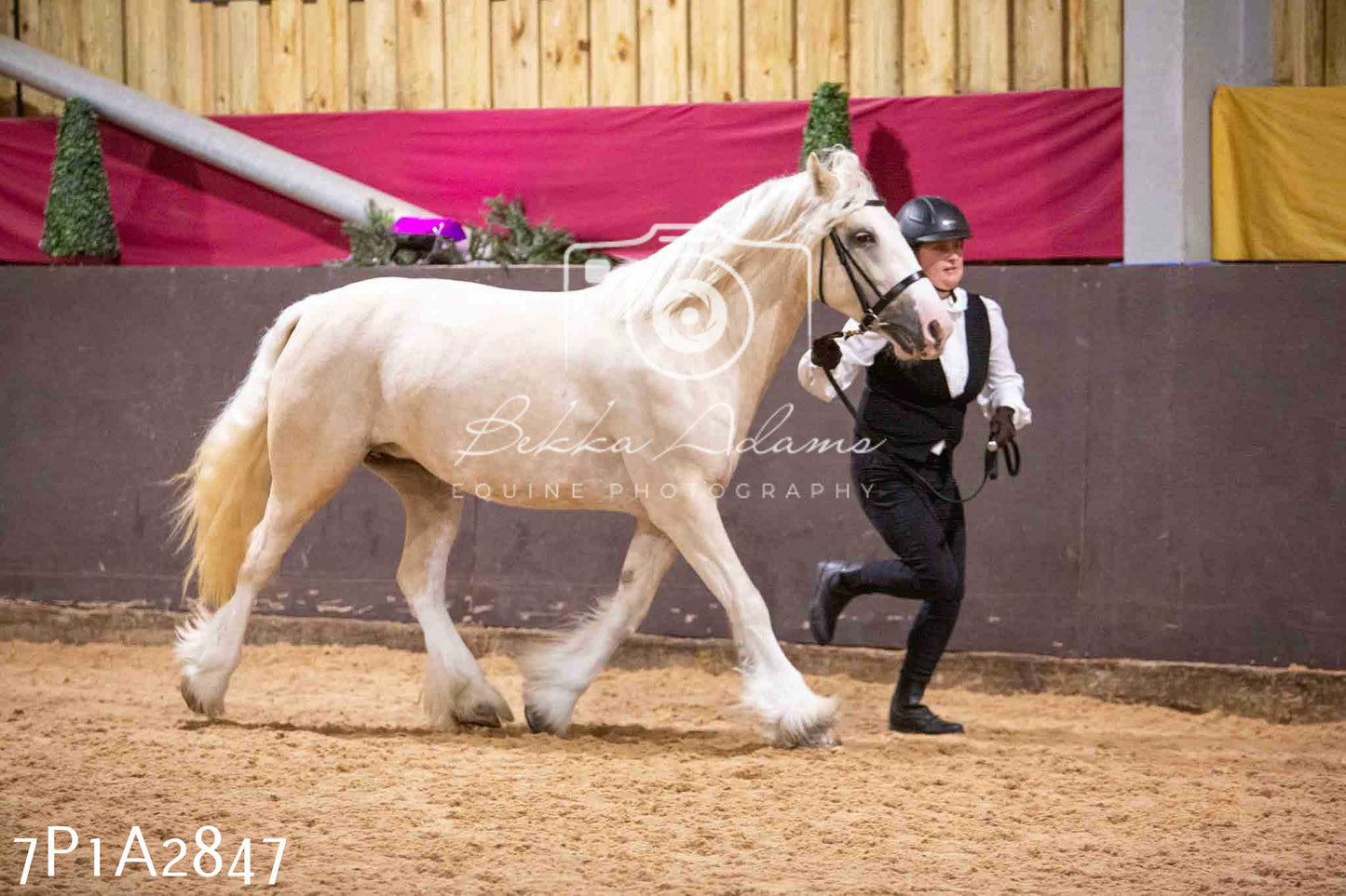 Home Farm Funshine Show 2024 - Inhand Showing 14th September