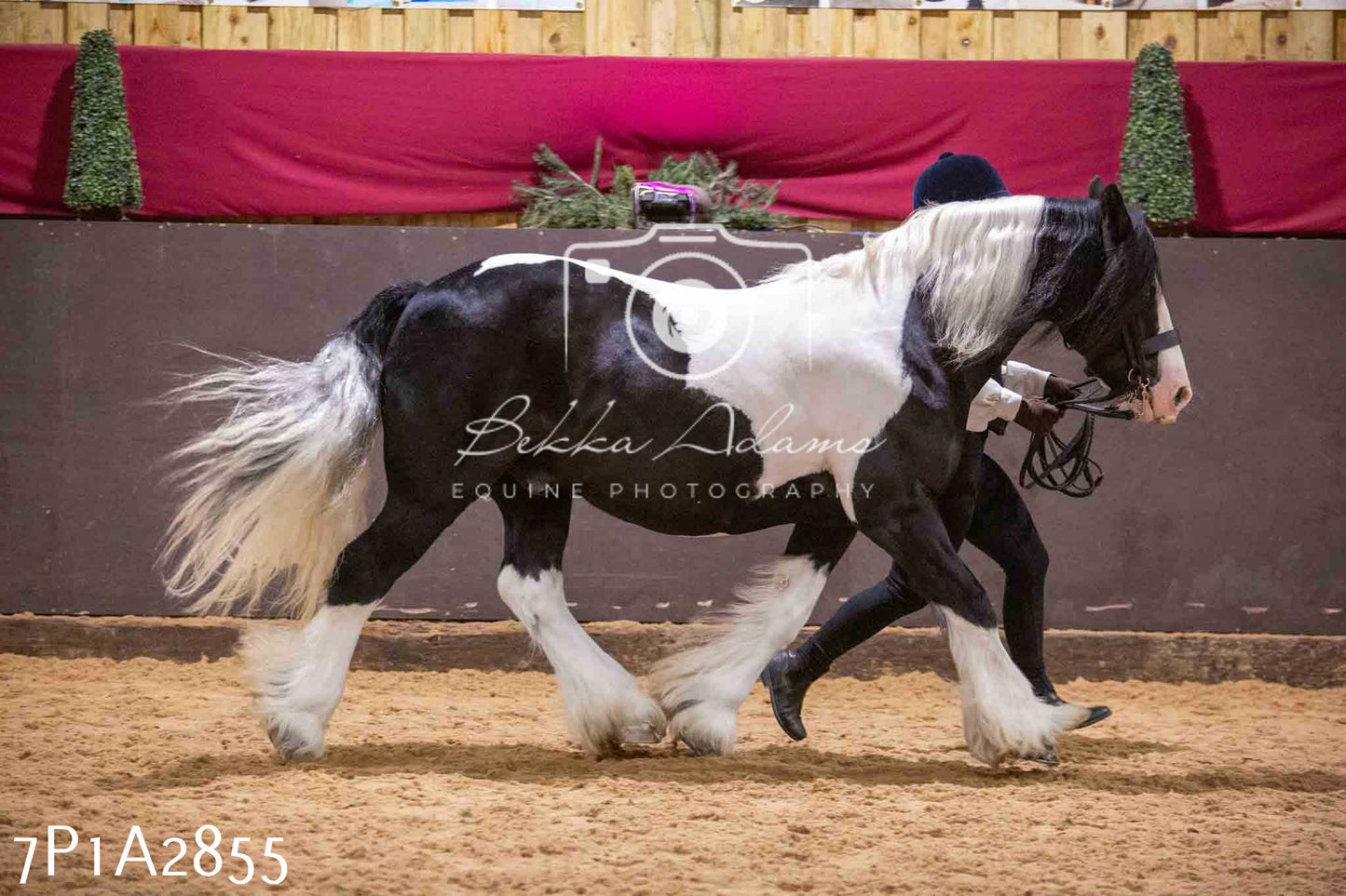 Home Farm Funshine Show 2024 - Inhand Showing 14th September