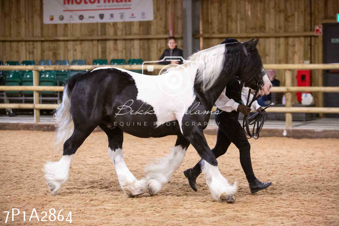 Home Farm Funshine Show 2024 - Inhand Showing 14th September