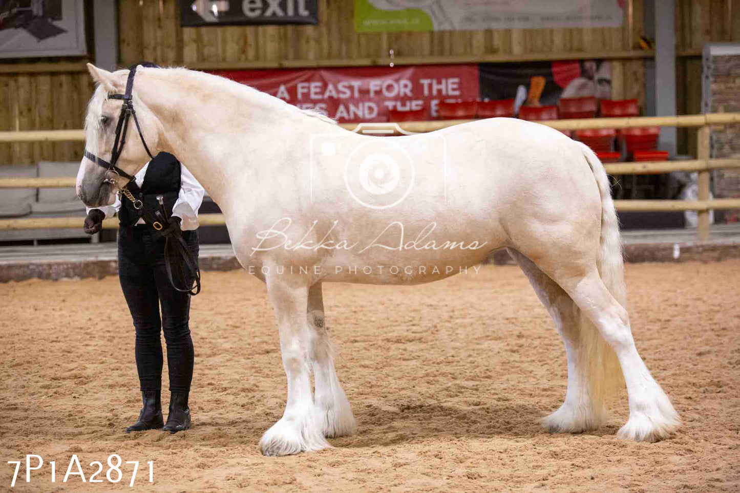 Home Farm Funshine Show 2024 - Inhand Showing 14th September
