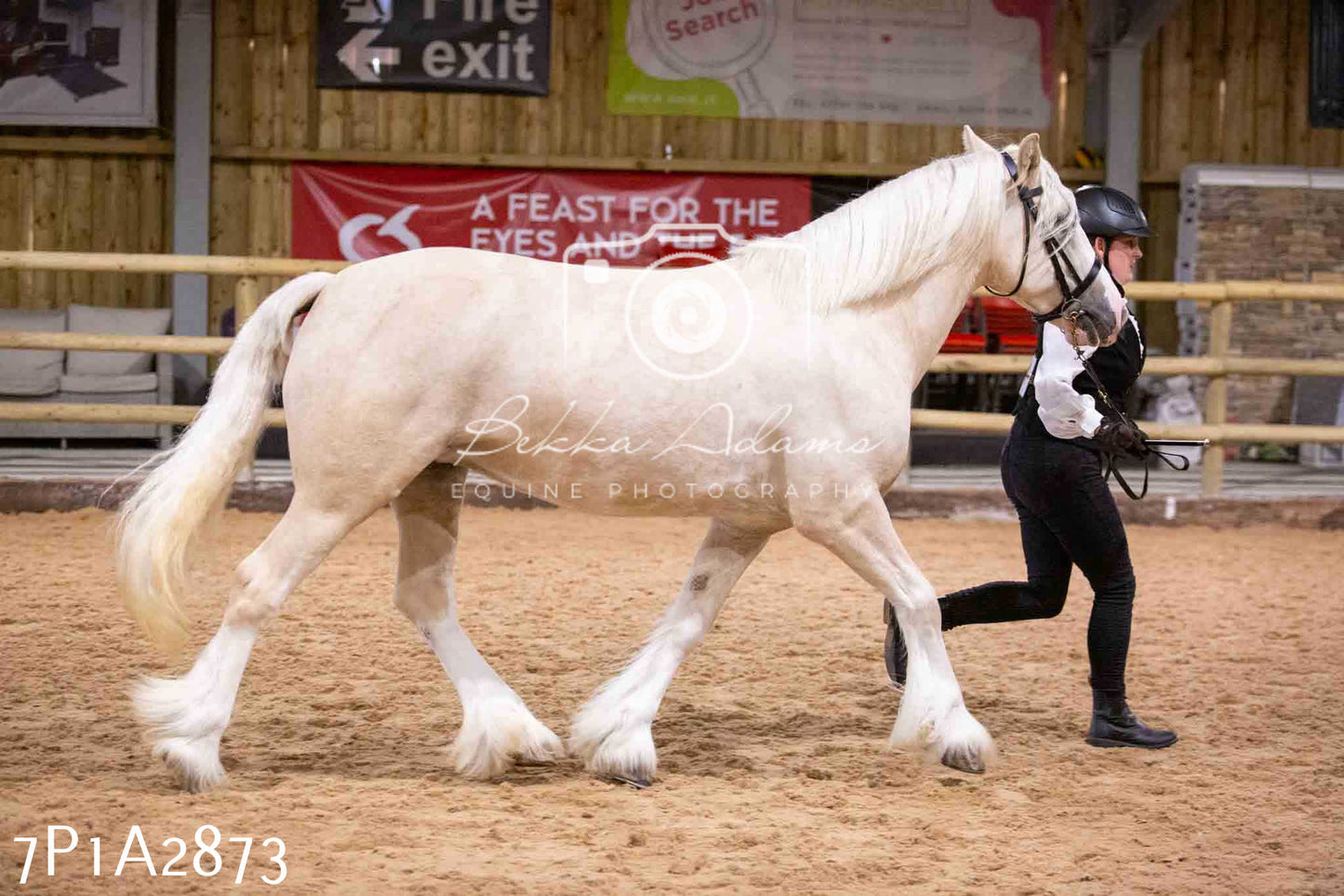 Home Farm Funshine Show 2024 - Inhand Showing 14th September