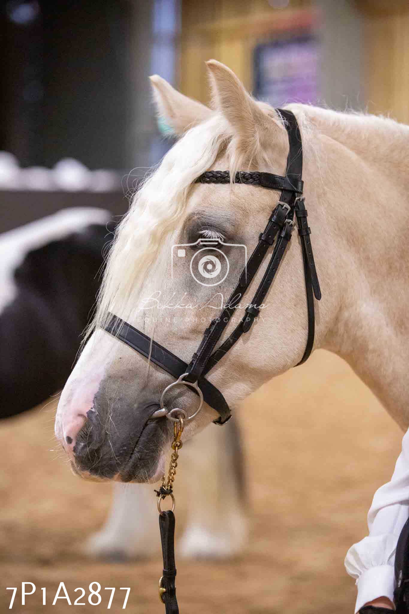 Home Farm Funshine Show 2024 - Inhand Showing 14th September