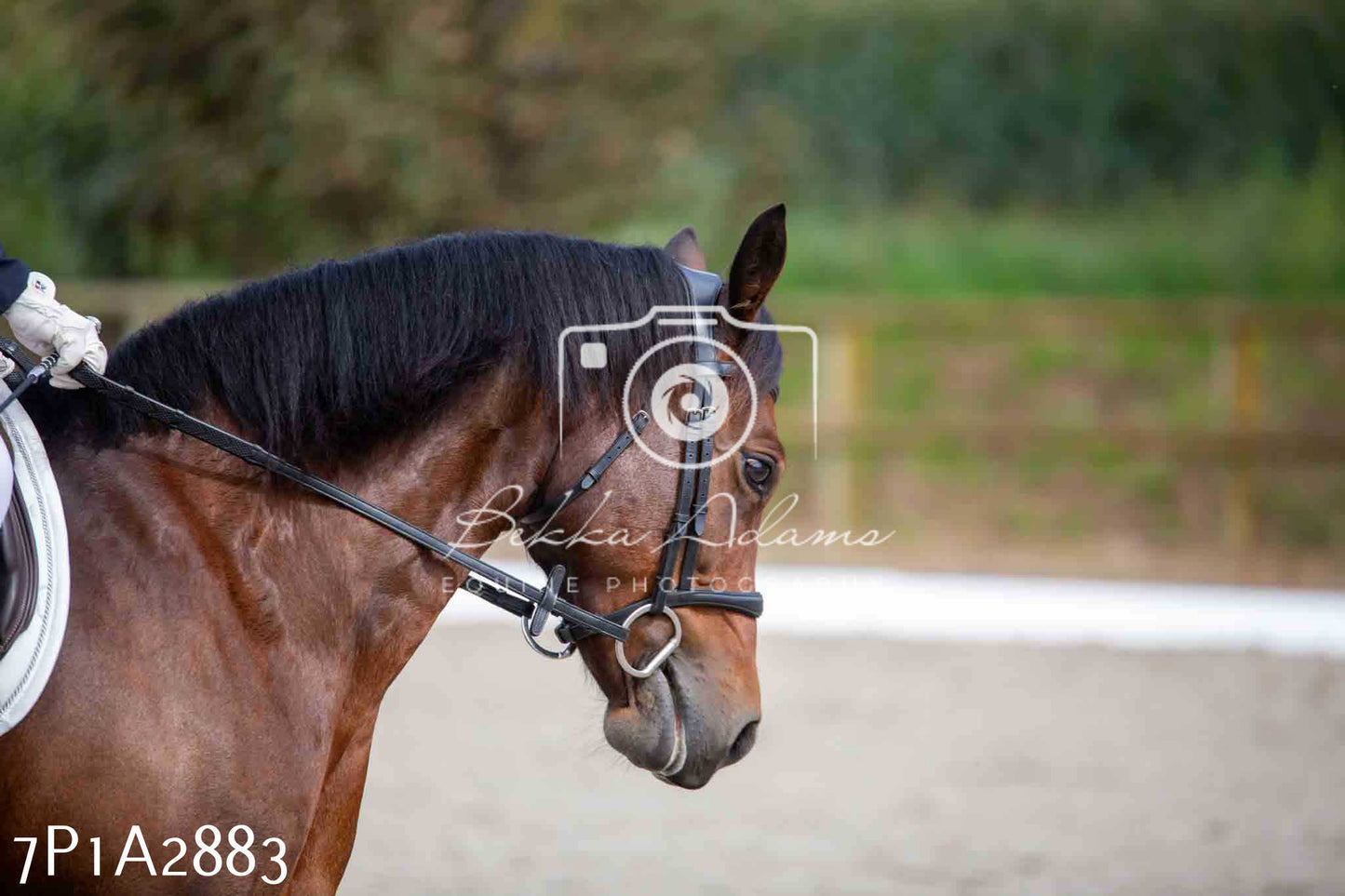 JHOYS 2023 - 7th Septemeber - Dressage