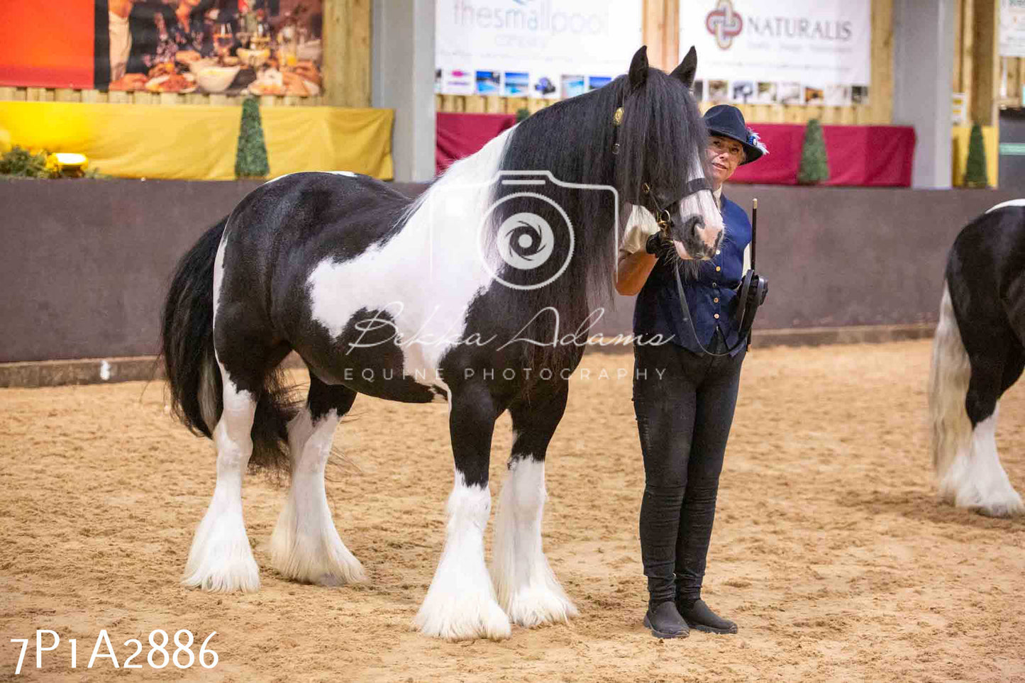 Home Farm Funshine Show 2024 - Inhand Showing 14th September