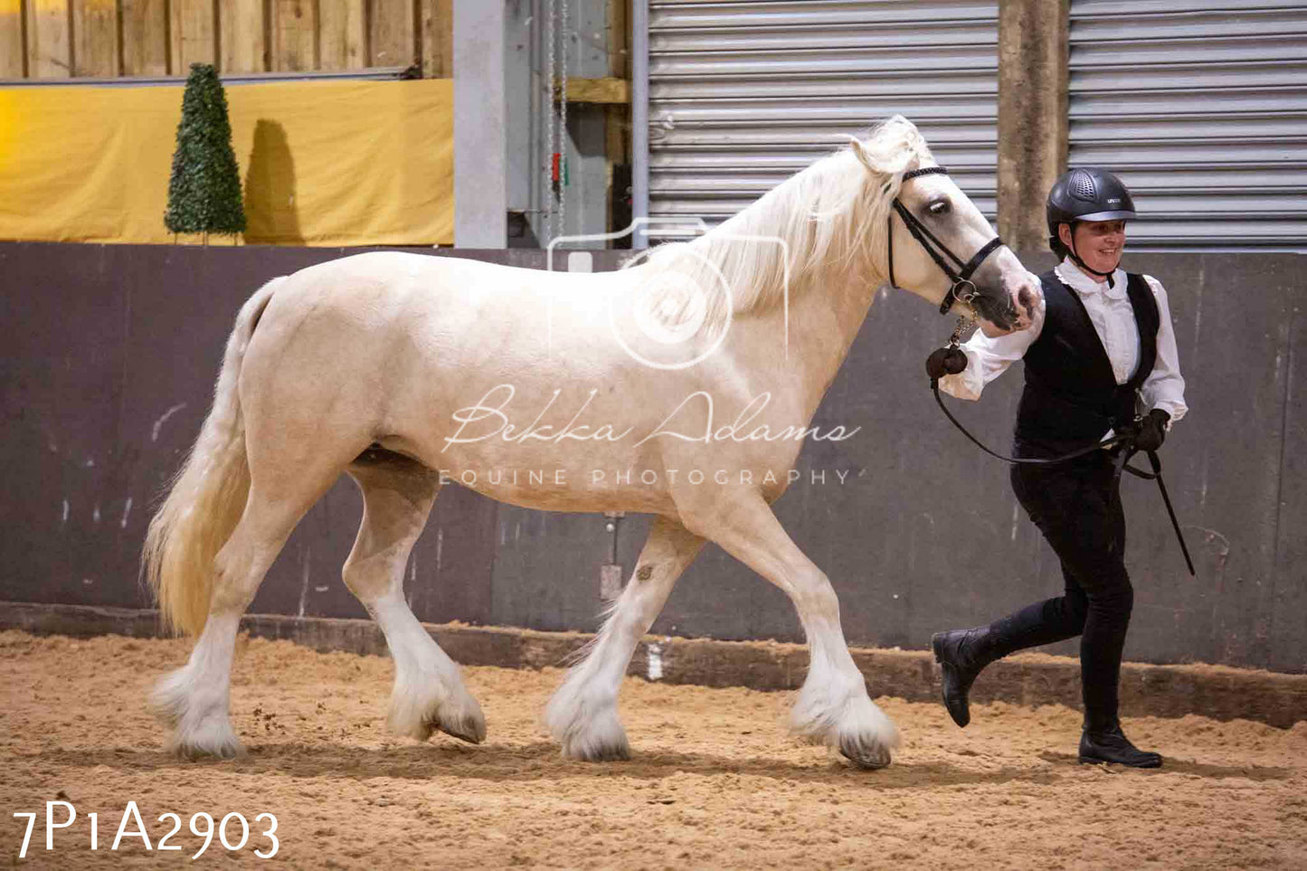Home Farm Funshine Show 2024 - Inhand Showing 14th September