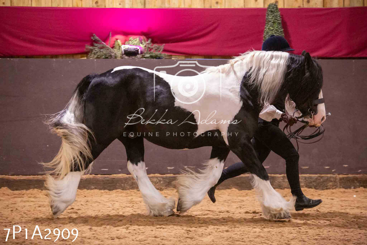 Home Farm Funshine Show 2024 - Inhand Showing 14th September