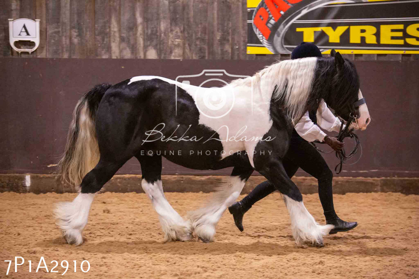 Home Farm Funshine Show 2024 - Inhand Showing 14th September