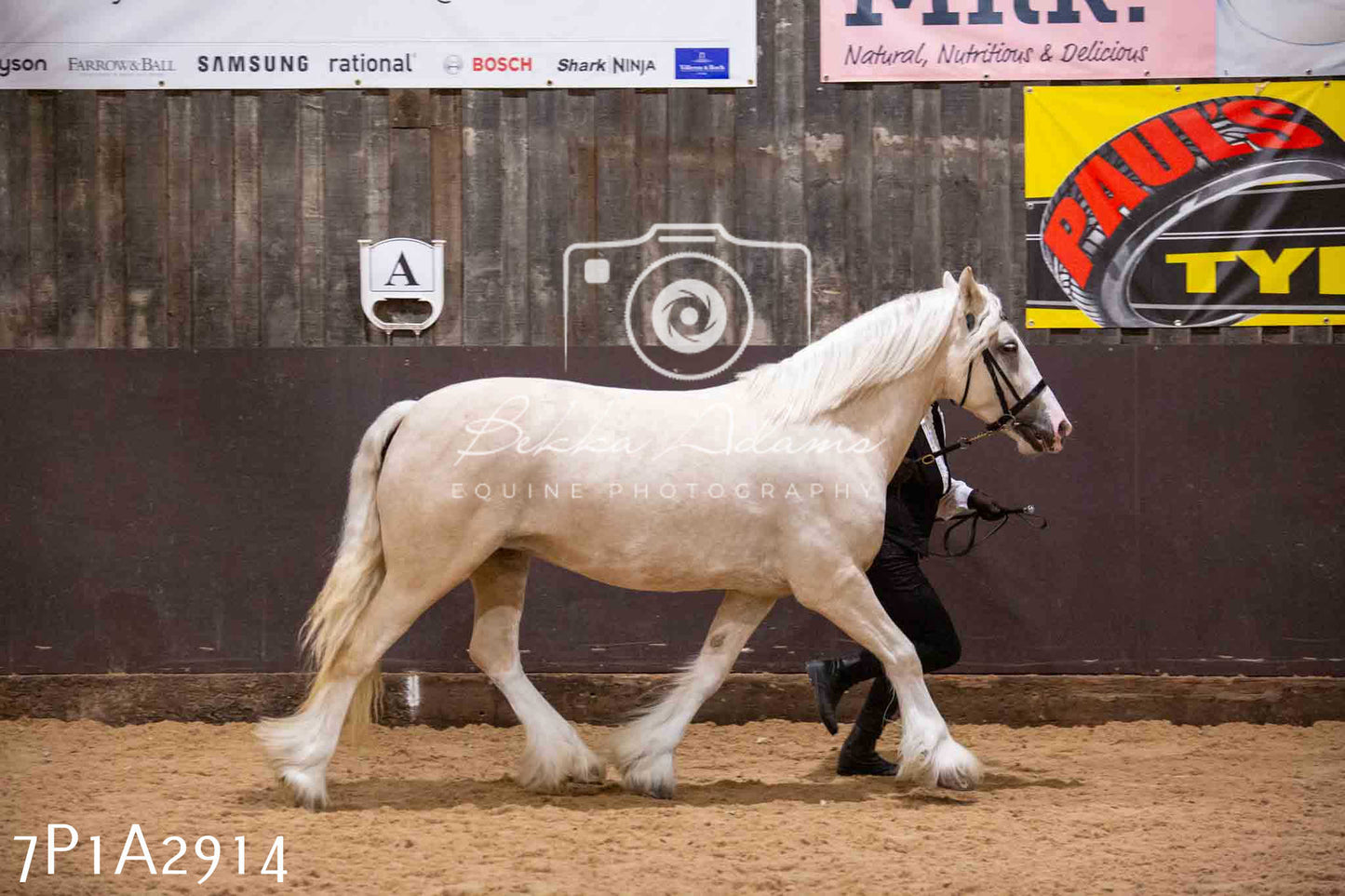 Home Farm Funshine Show 2024 - Inhand Showing 14th September