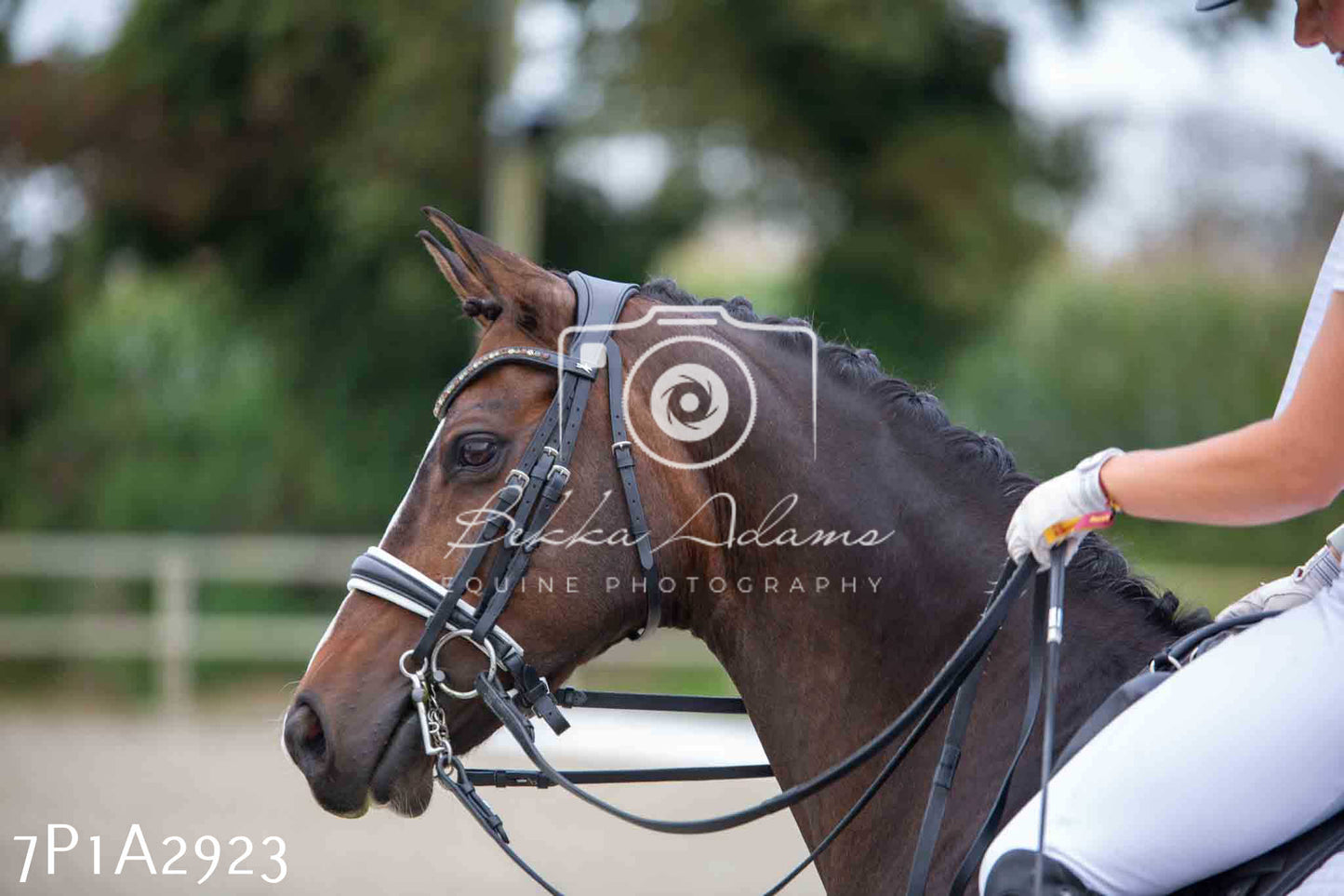 JHOYS 2023 - 7th Septemeber - Dressage
