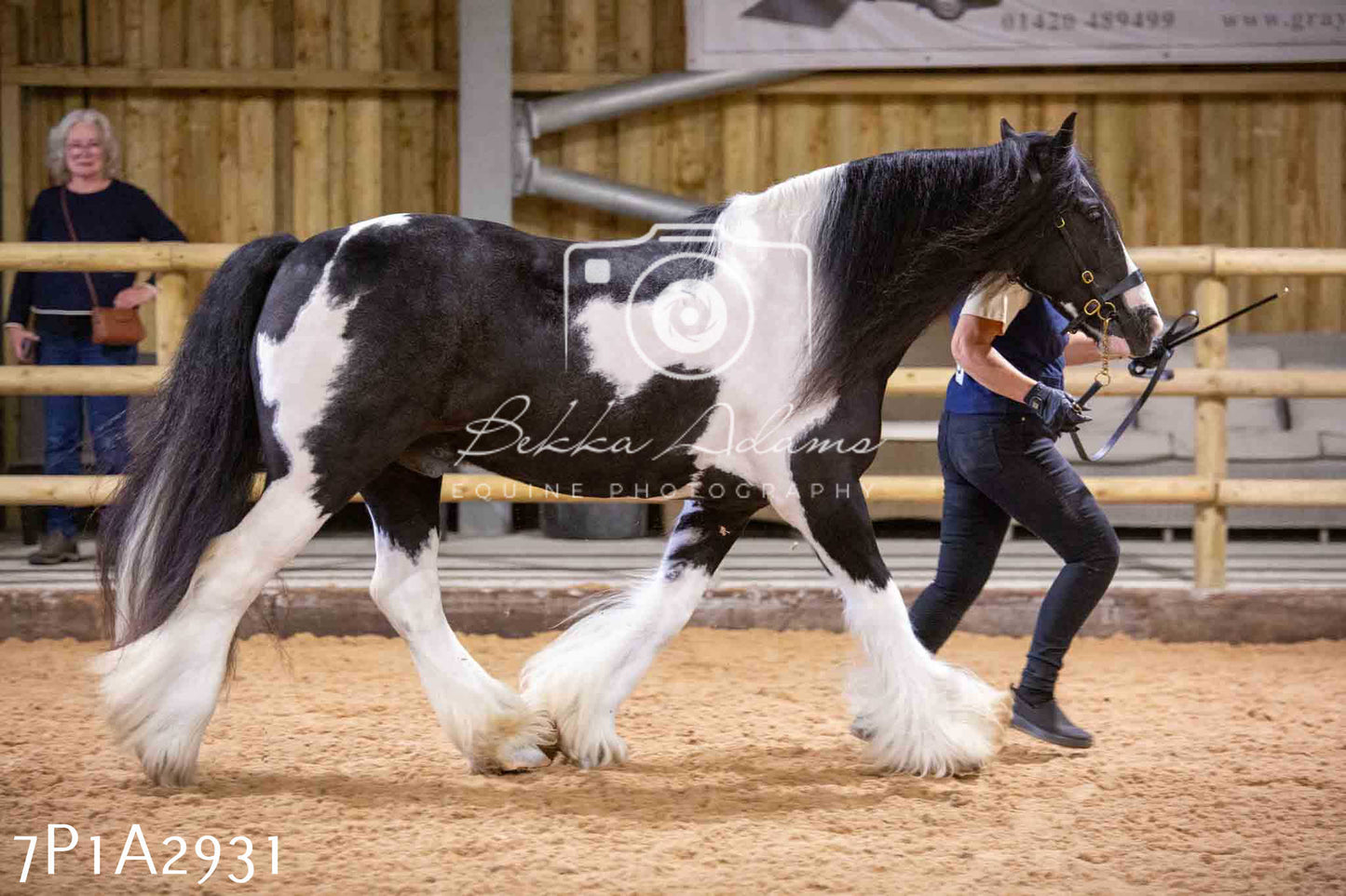 Home Farm Funshine Show 2024 - Inhand Showing 14th September