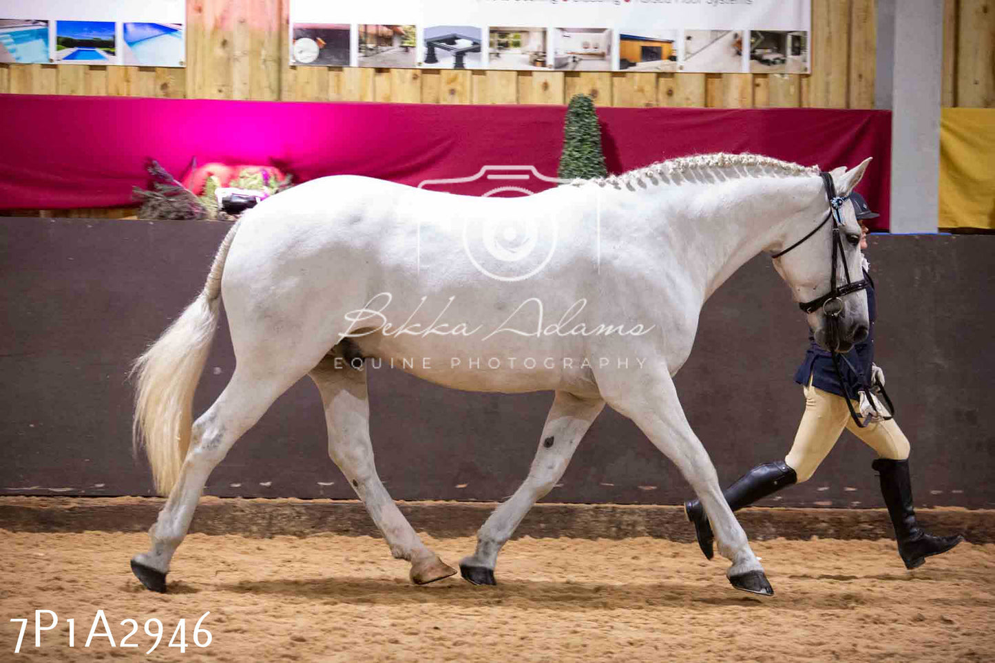 Home Farm Funshine Show 2024 - Inhand Showing 14th September