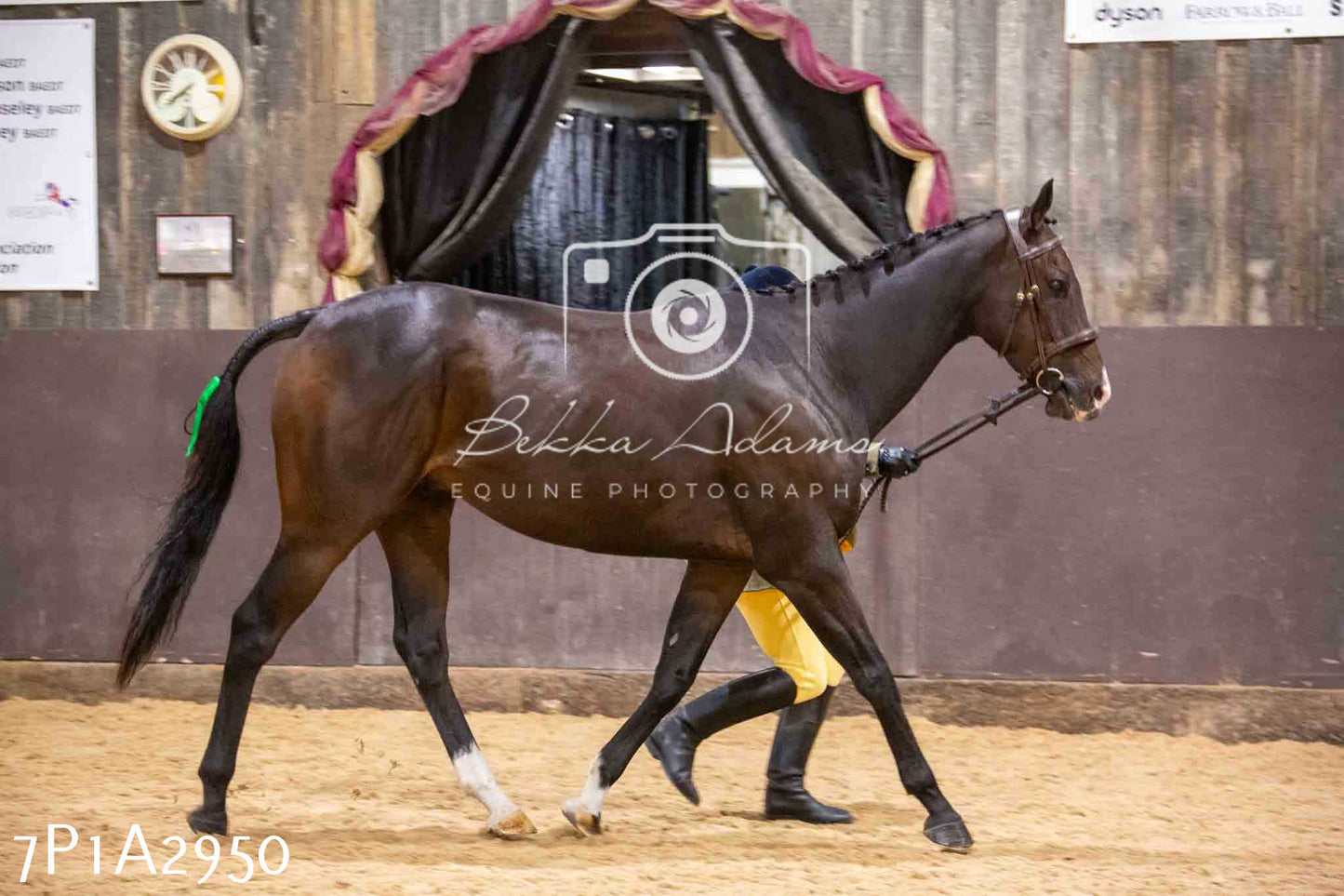 Home Farm Funshine Show 2024 - Inhand Showing 14th September