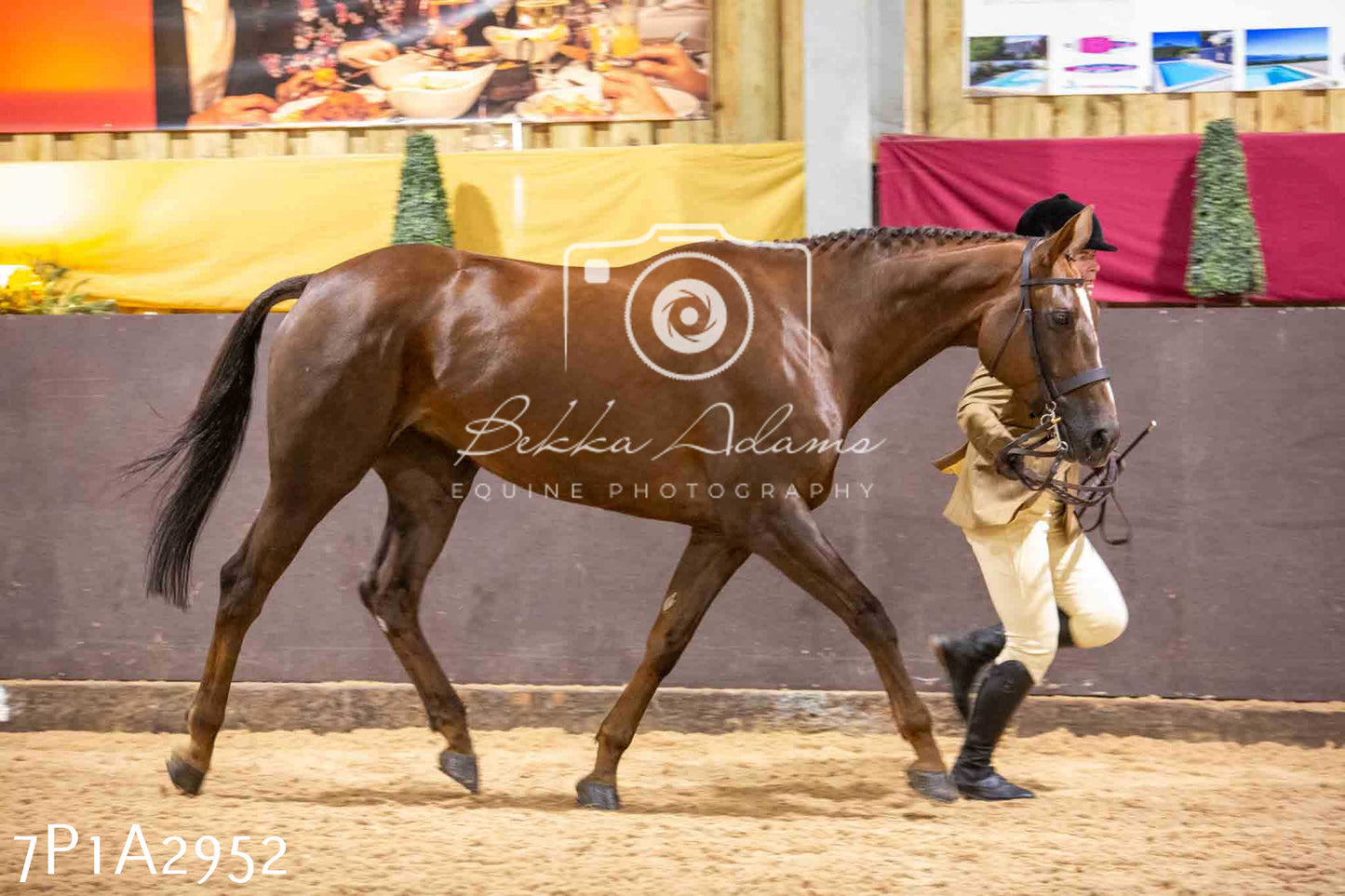 Home Farm Funshine Show 2024 - Inhand Showing 14th September