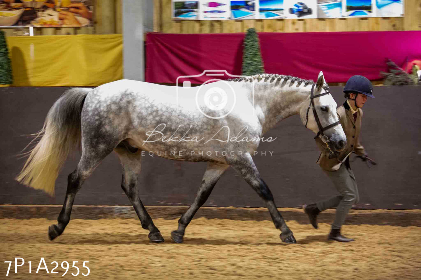 Home Farm Funshine Show 2024 - Inhand Showing 14th September