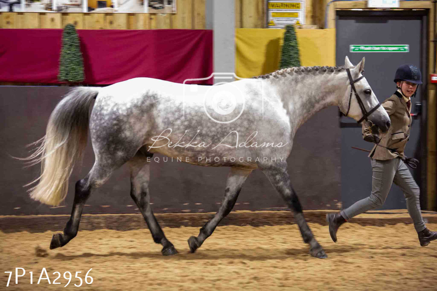 Home Farm Funshine Show 2024 - Inhand Showing 14th September