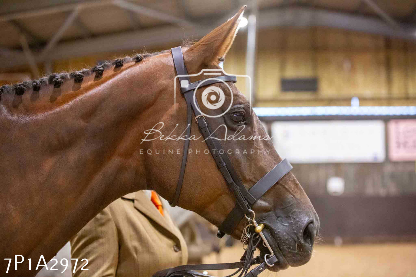 Home Farm Funshine Show 2024 - Inhand Showing 14th September