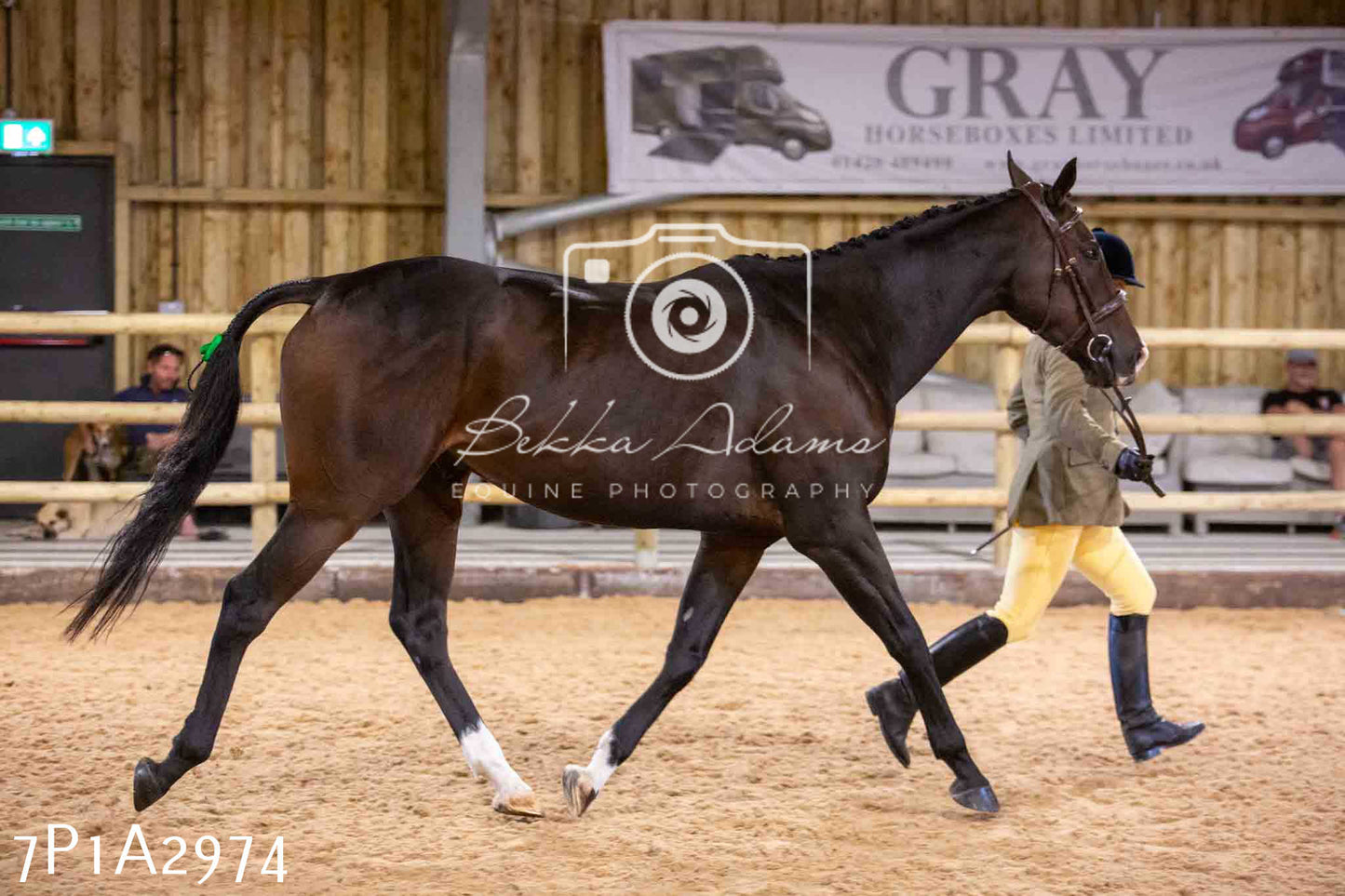Home Farm Funshine Show 2024 - Inhand Showing 14th September