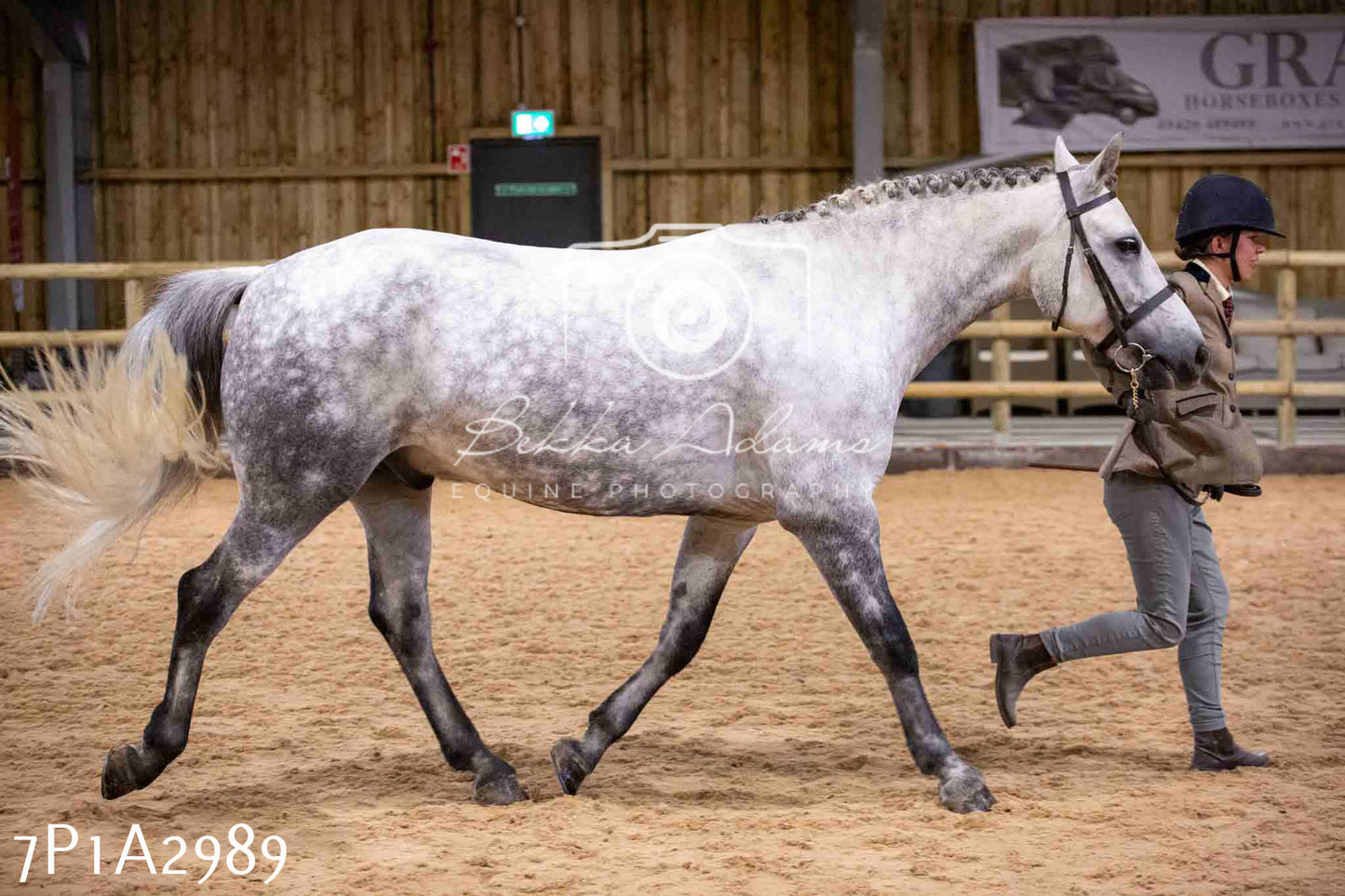 Home Farm Funshine Show 2024 - Inhand Showing 14th September