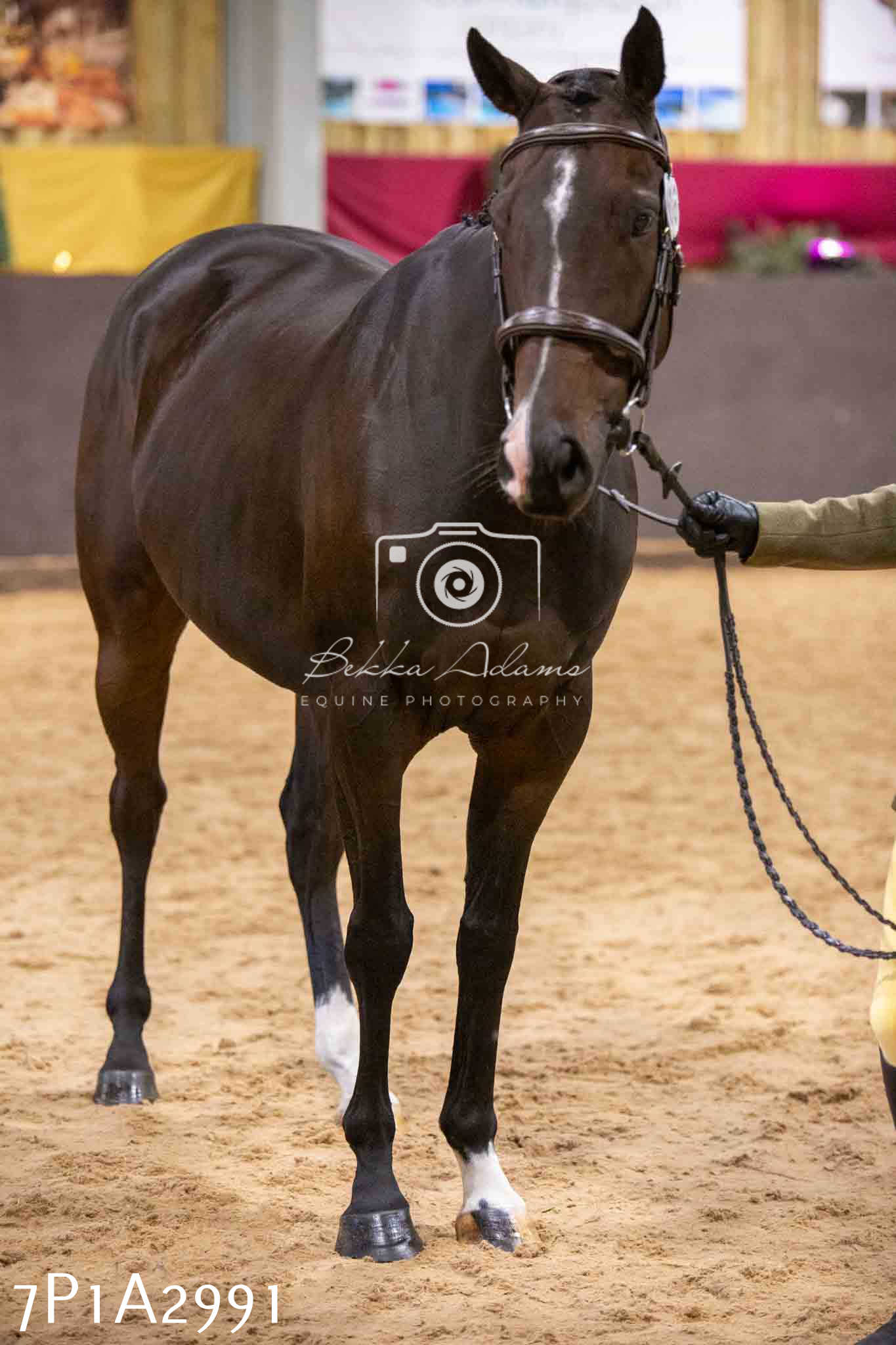 Home Farm Funshine Show 2024 - Inhand Showing 14th September