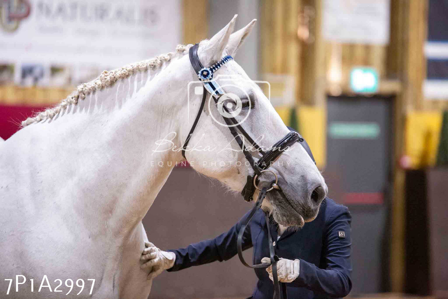Home Farm Funshine Show 2024 - Inhand Showing 14th September