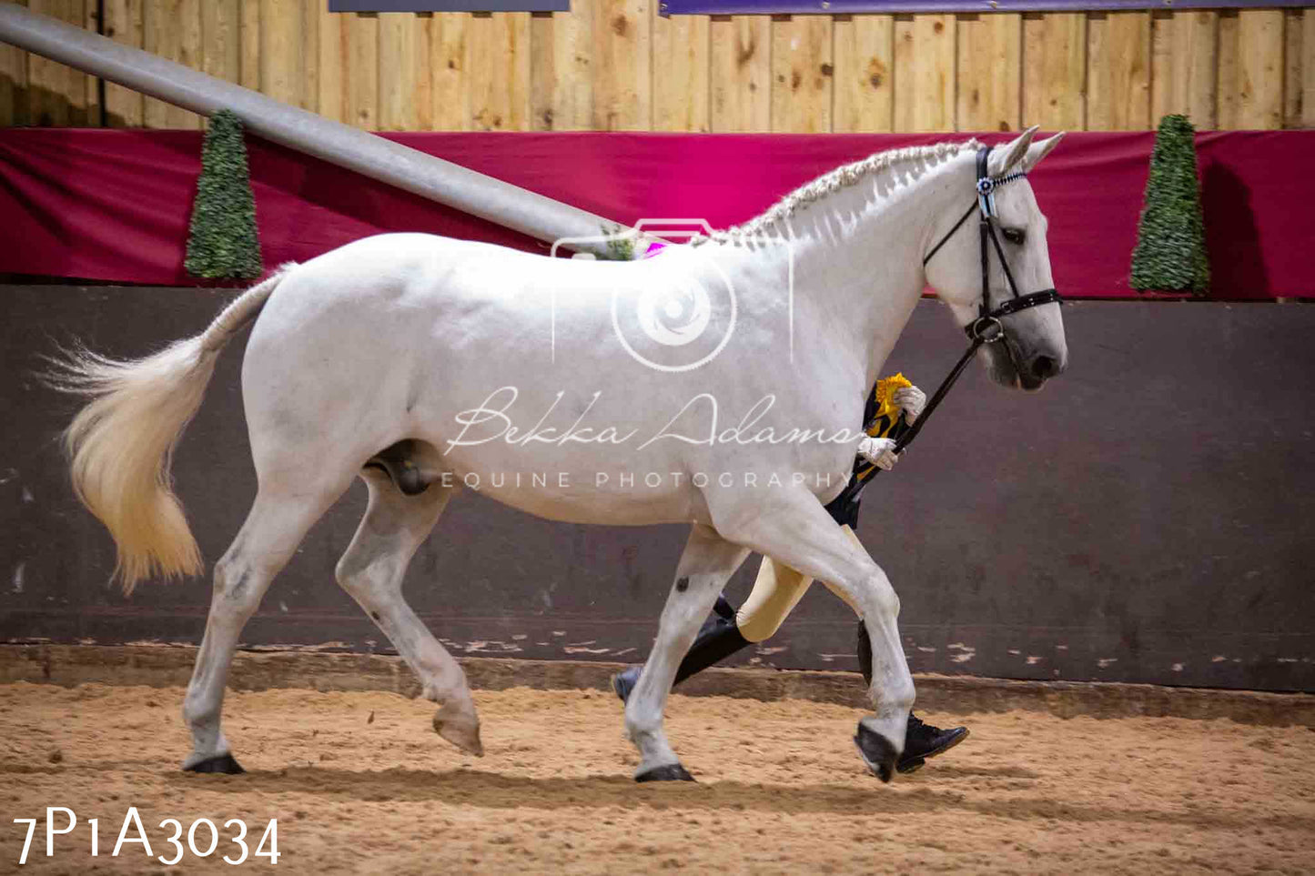Home Farm Funshine Show 2024 - Inhand Showing 14th September