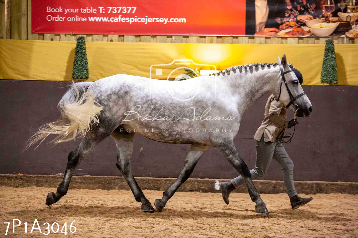 Home Farm Funshine Show 2024 - Inhand Showing 14th September