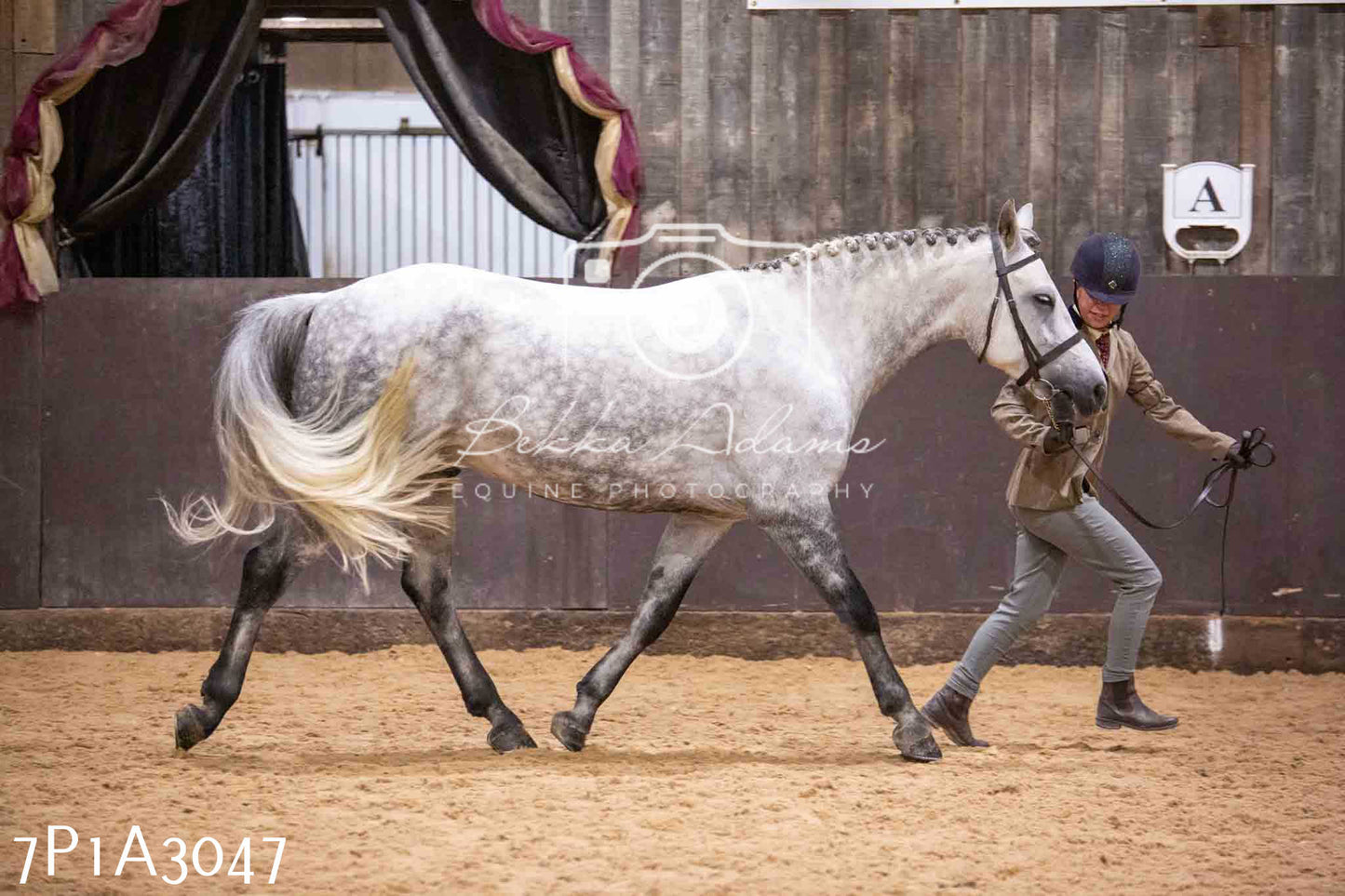 Home Farm Funshine Show 2024 - Inhand Showing 14th September