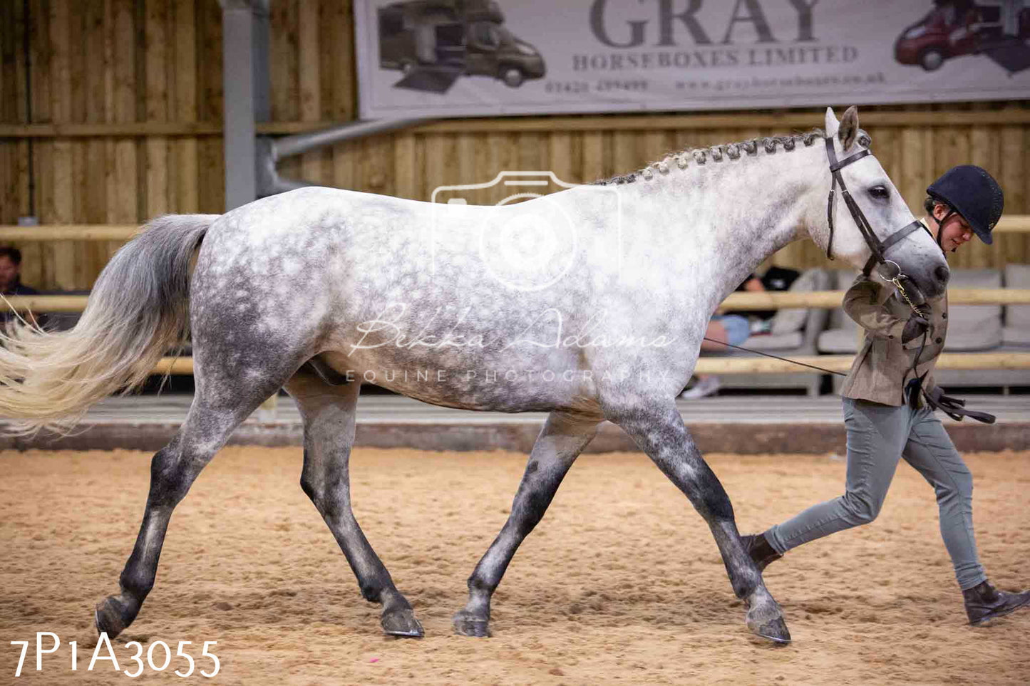 Home Farm Funshine Show 2024 - Inhand Showing 14th September