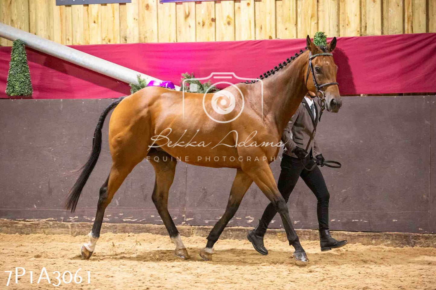 Home Farm Funshine Show 2024 - Inhand Showing 14th September