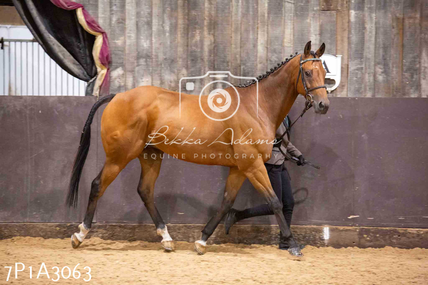 Home Farm Funshine Show 2024 - Inhand Showing 14th September