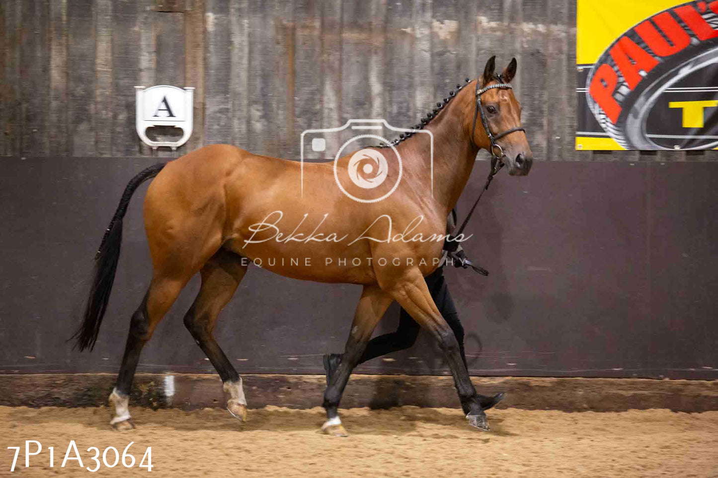 Home Farm Funshine Show 2024 - Inhand Showing 14th September