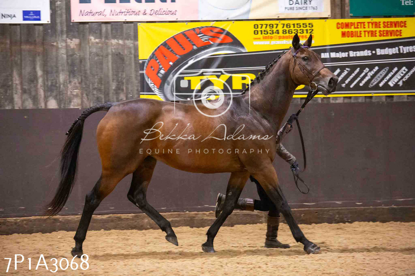 Home Farm Funshine Show 2024 - Inhand Showing 14th September