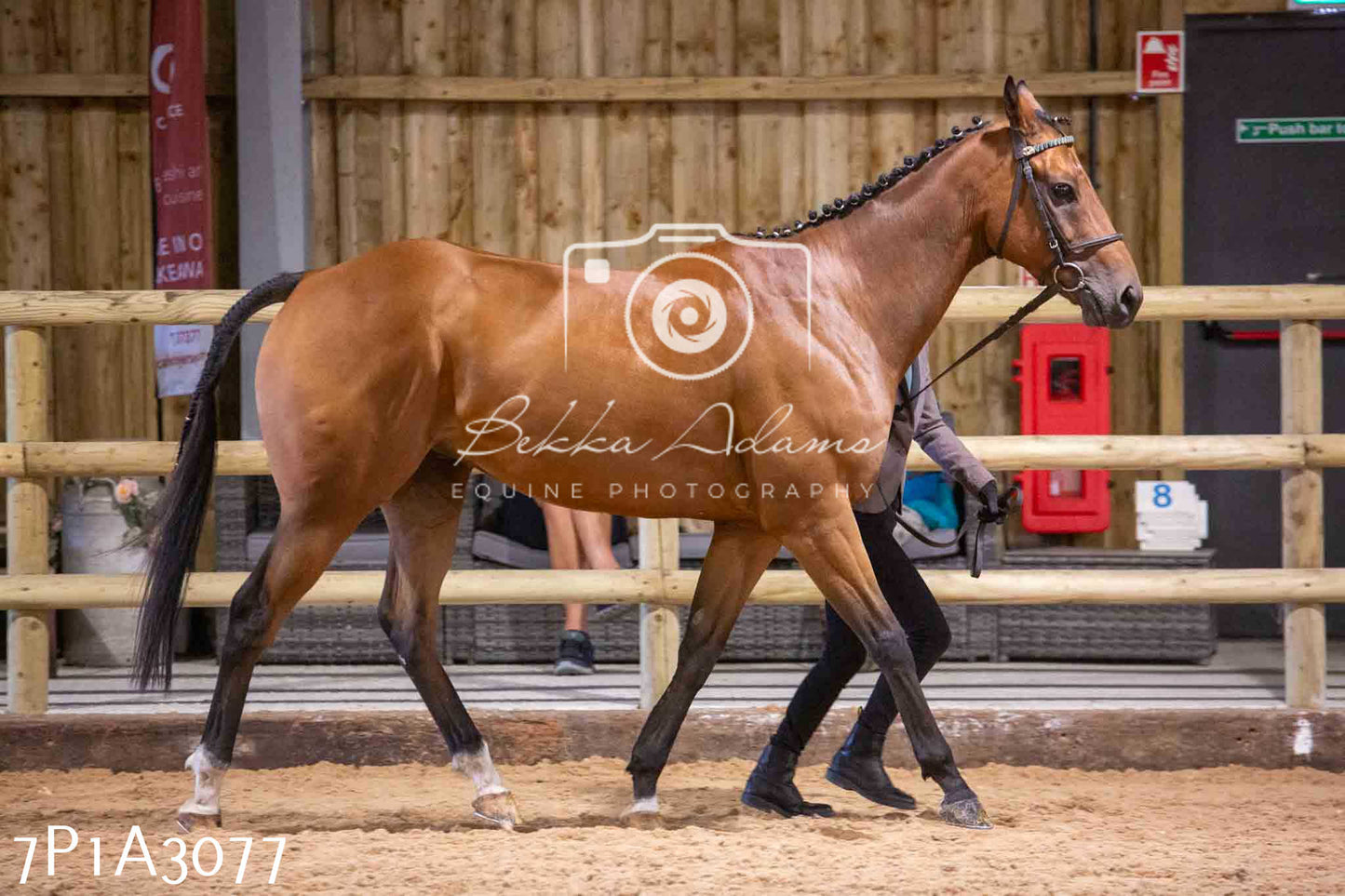 Home Farm Funshine Show 2024 - Inhand Showing 14th September