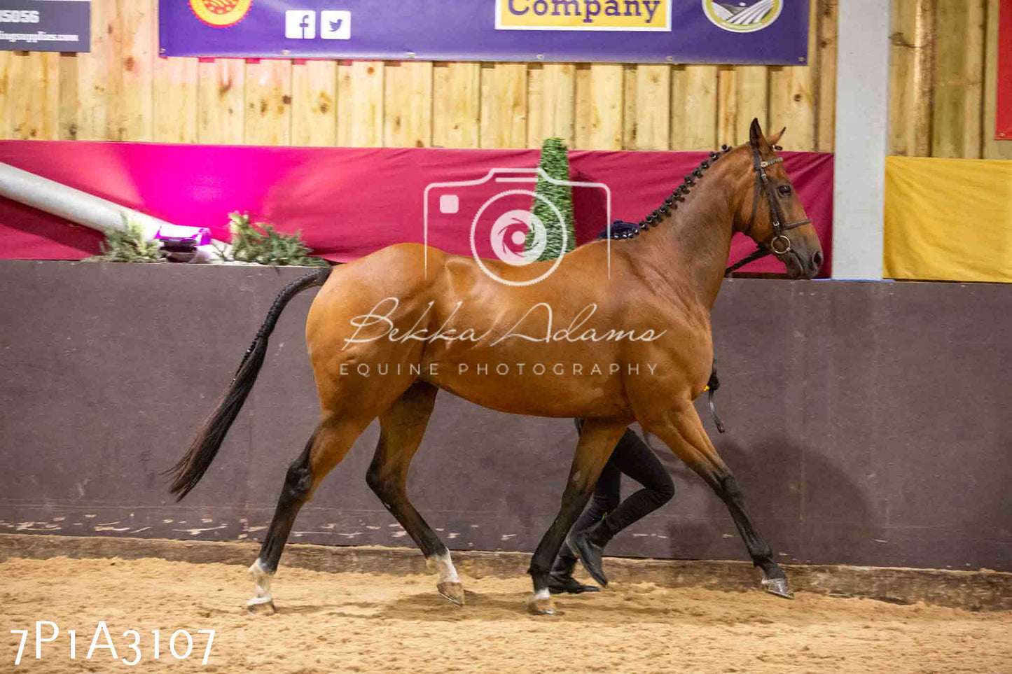 Home Farm Funshine Show 2024 - Inhand Showing 14th September