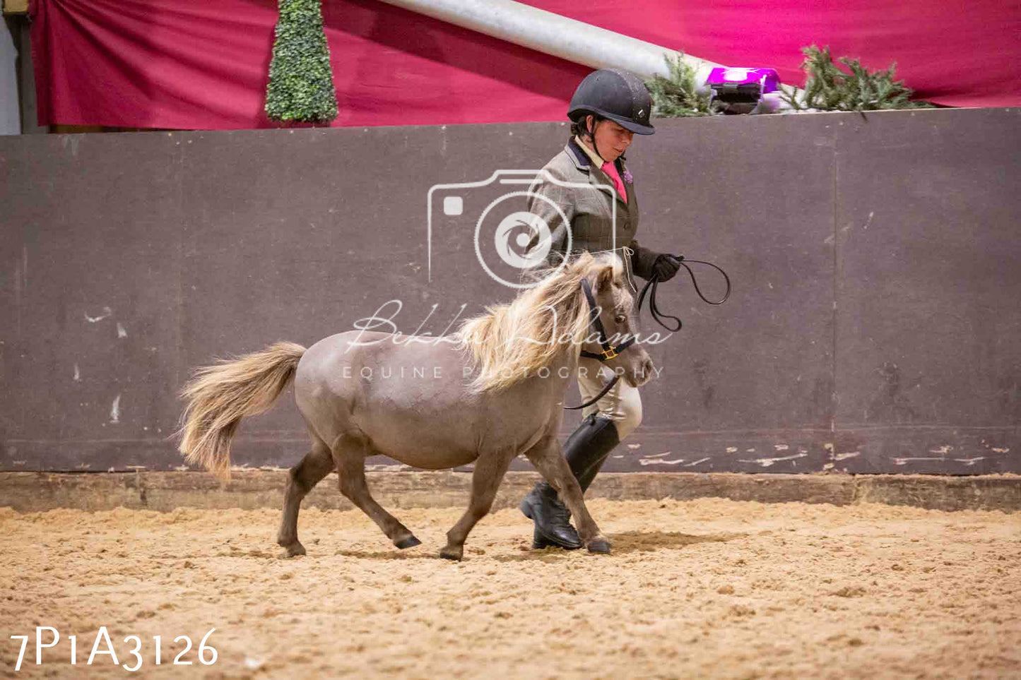 Home Farm Funshine Show 2024 - Inhand Showing 14th September