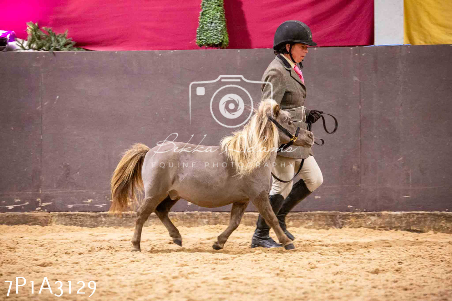 Home Farm Funshine Show 2024 - Inhand Showing 14th September