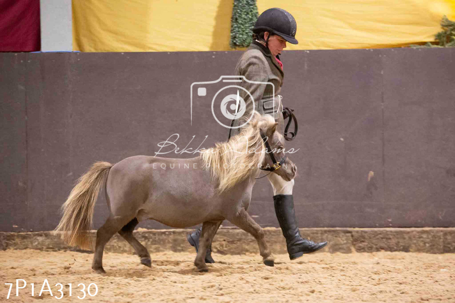 Home Farm Funshine Show 2024 - Inhand Showing 14th September