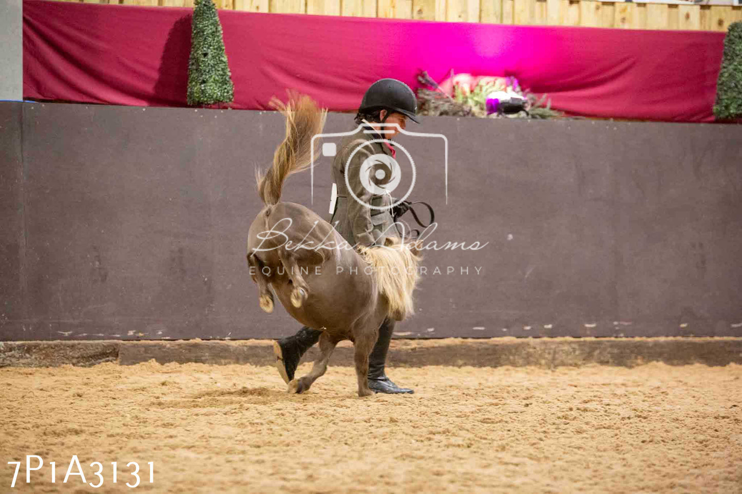 Home Farm Funshine Show 2024 - Inhand Showing 14th September