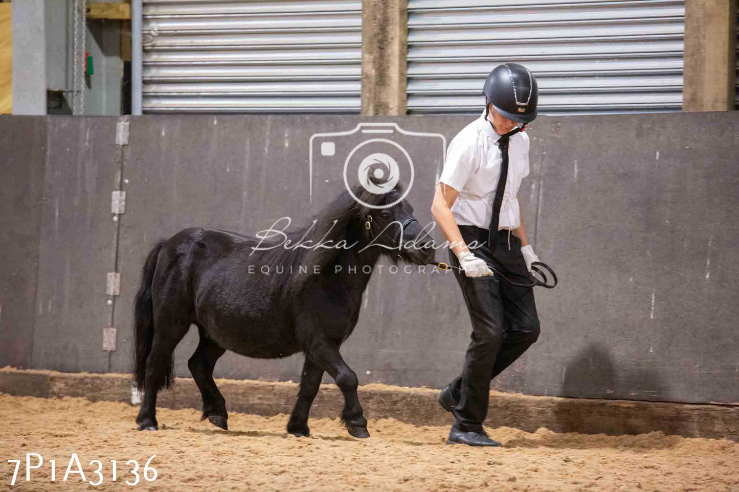 Home Farm Funshine Show 2024 - Inhand Showing 14th September