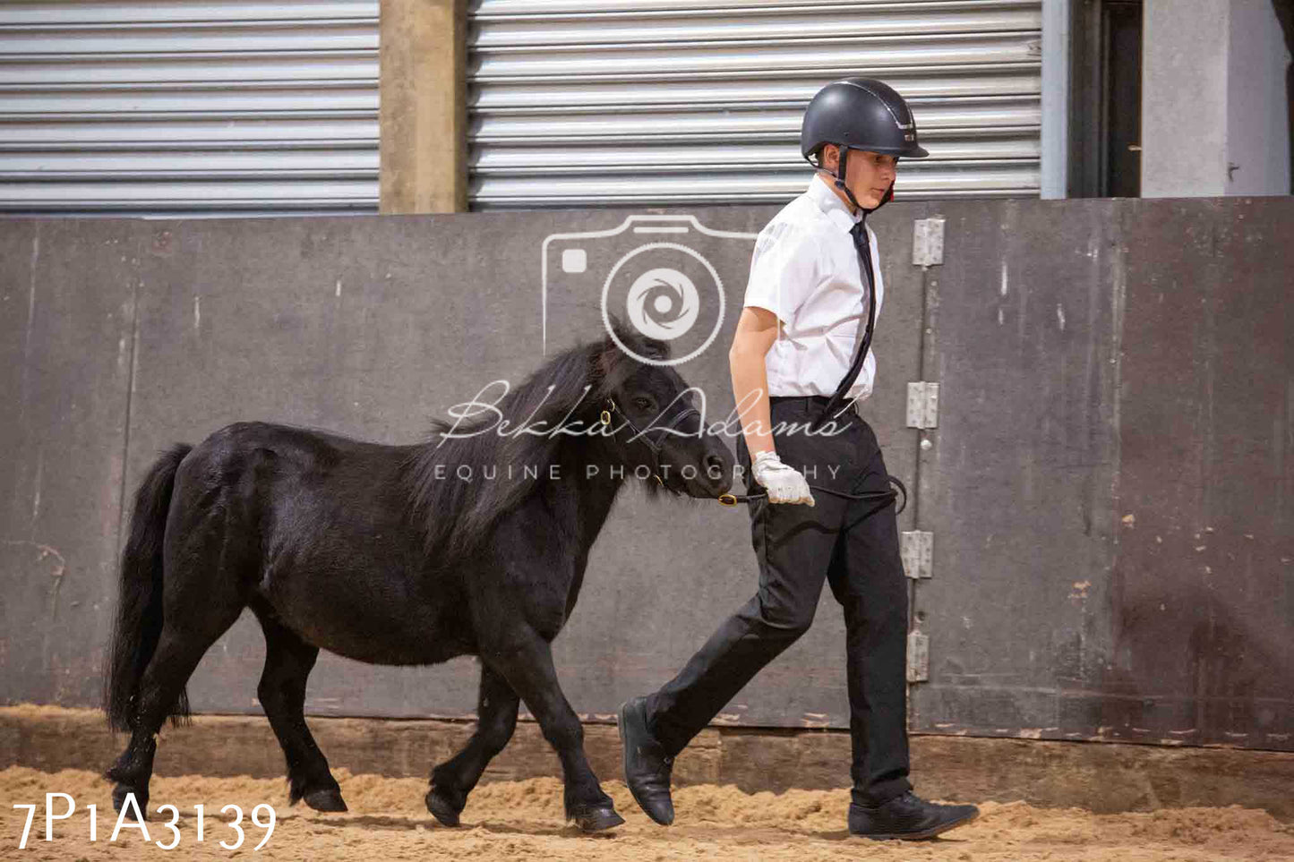 Home Farm Funshine Show 2024 - Inhand Showing 14th September