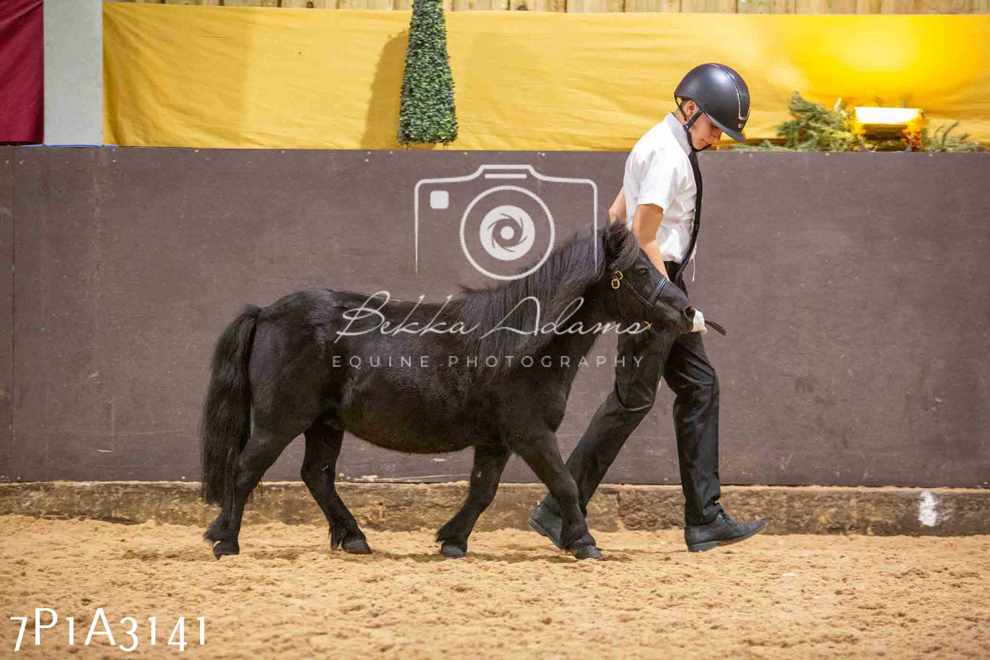Home Farm Funshine Show 2024 - Inhand Showing 14th September
